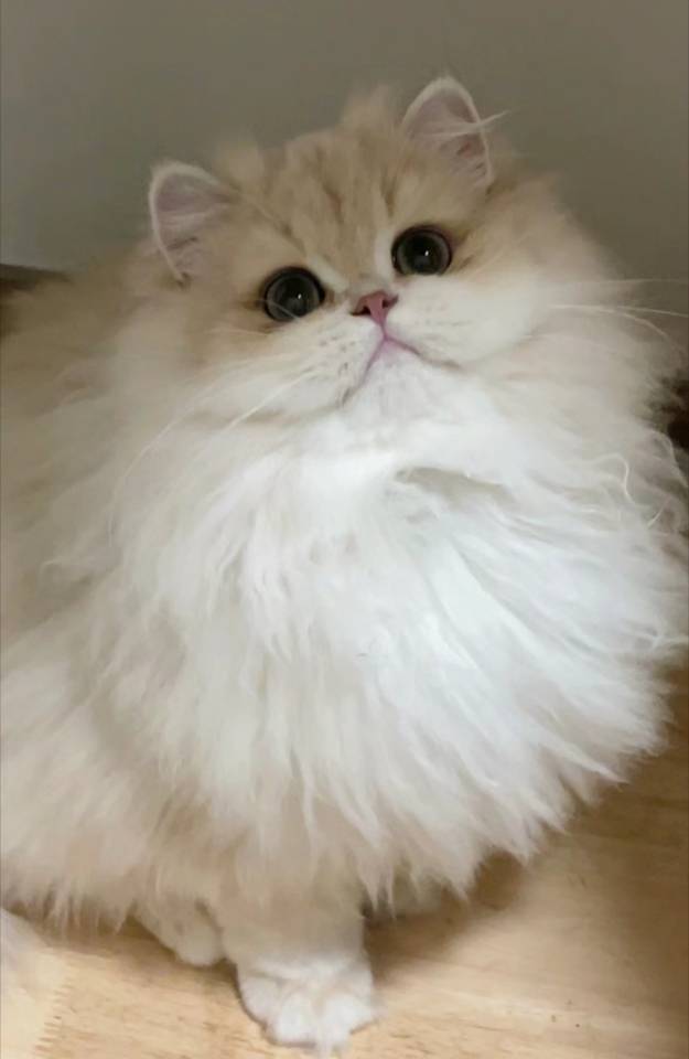 龙宝