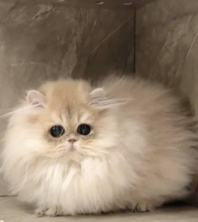 王炸