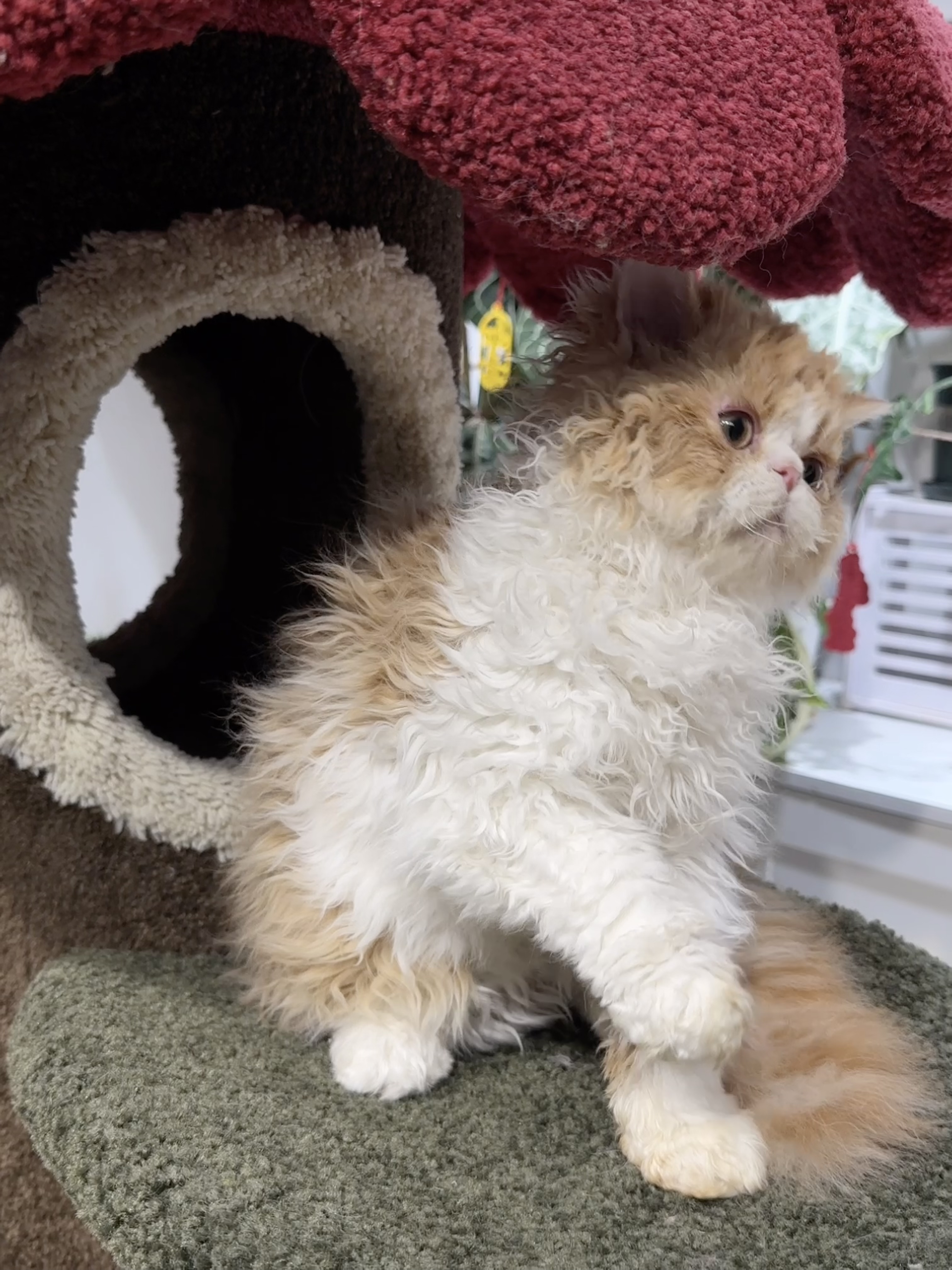 龙傲天（红白） 照片 4