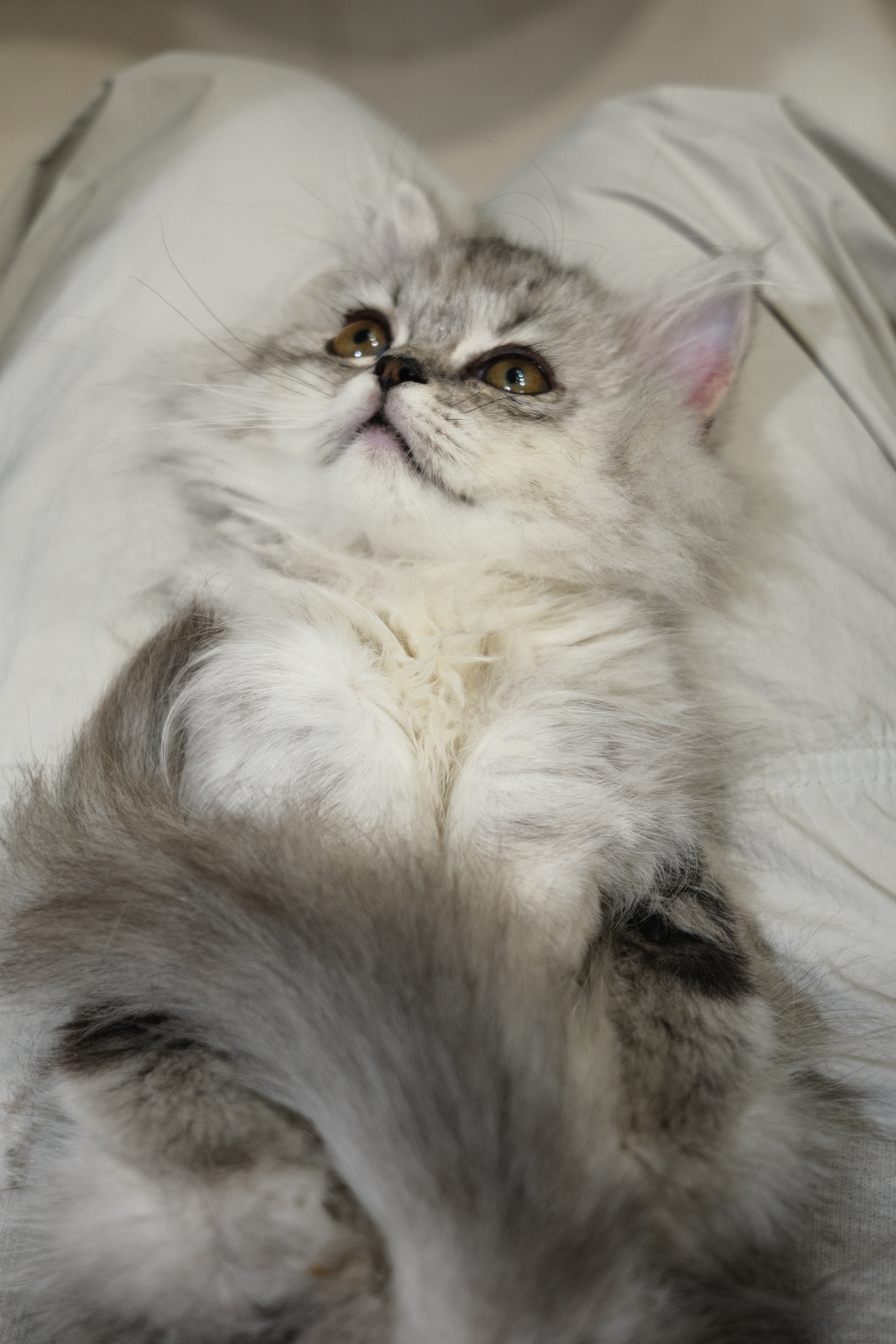 Nini （银色米努特） 照片 3