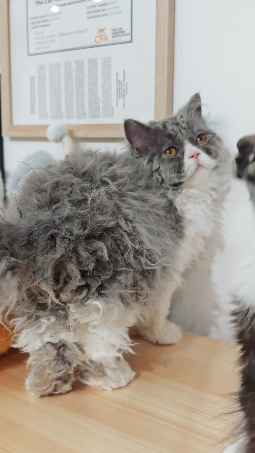 盐盐（蓝白） 照片 4