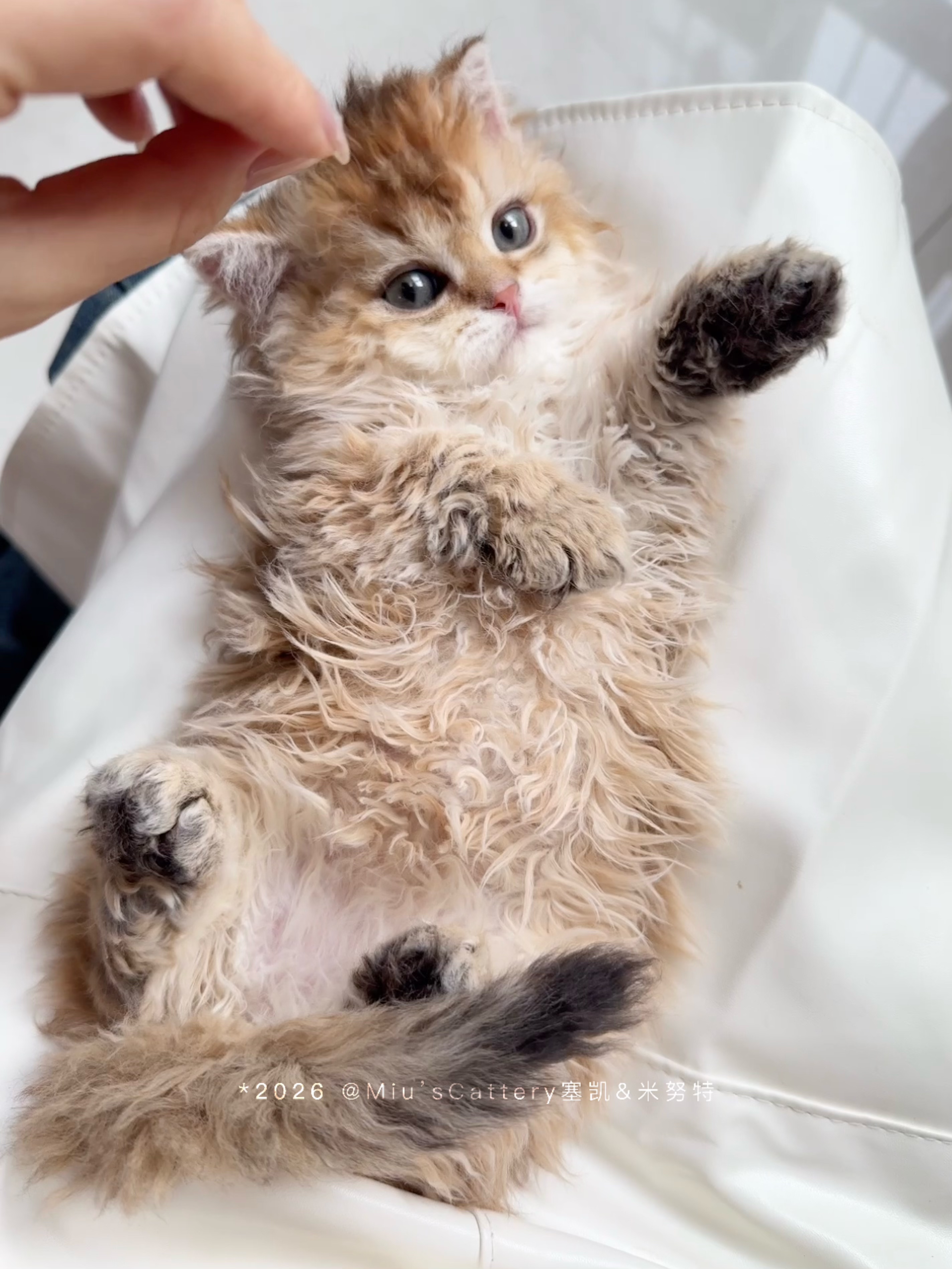 旺仔（巧克力金） 照片 2