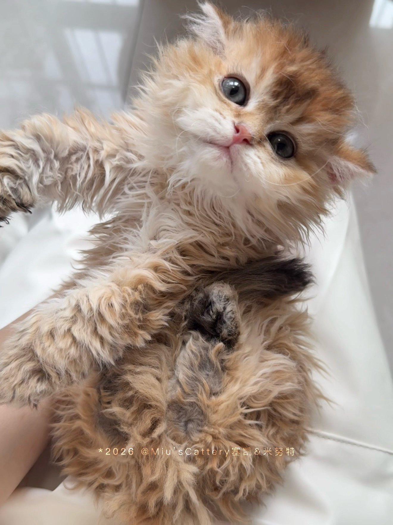 旺仔（巧克力金）