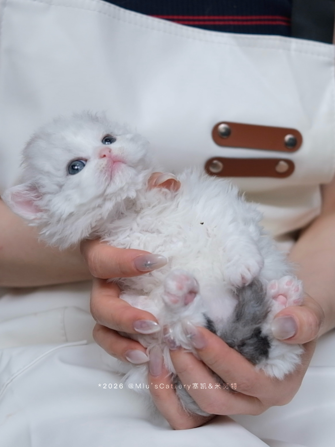 泡芙（银白） 照片 2