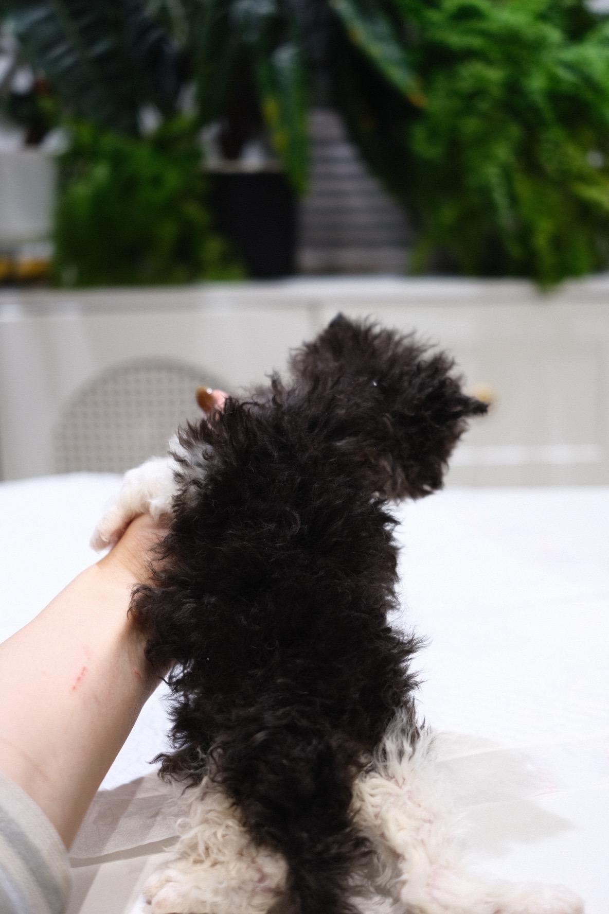 Coco（黑白） 照片 3