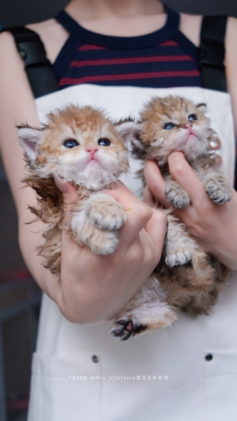 仙贝（巧克力金塞凯） 照片 5