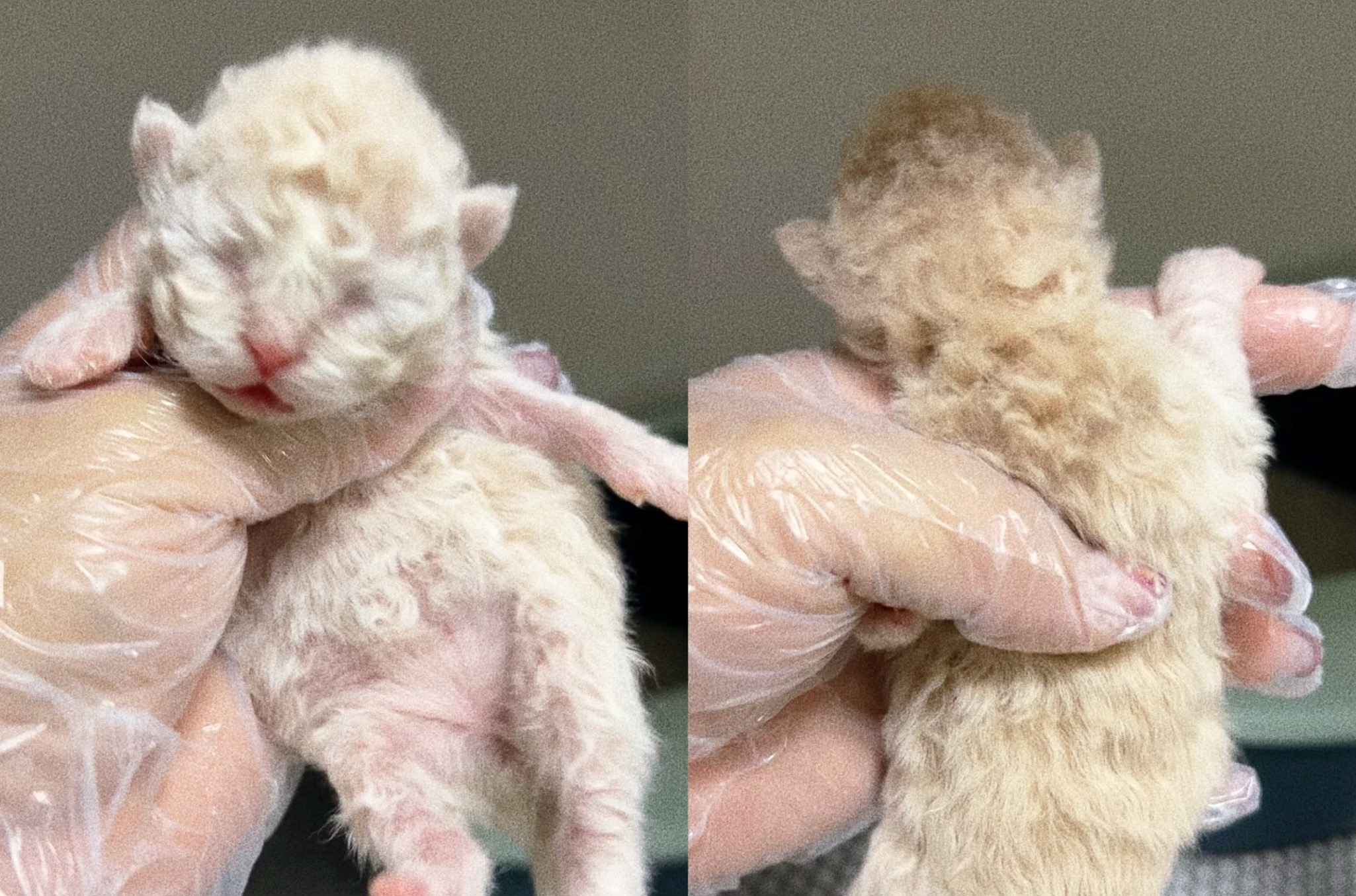 Yoyo （乳色） 照片 6