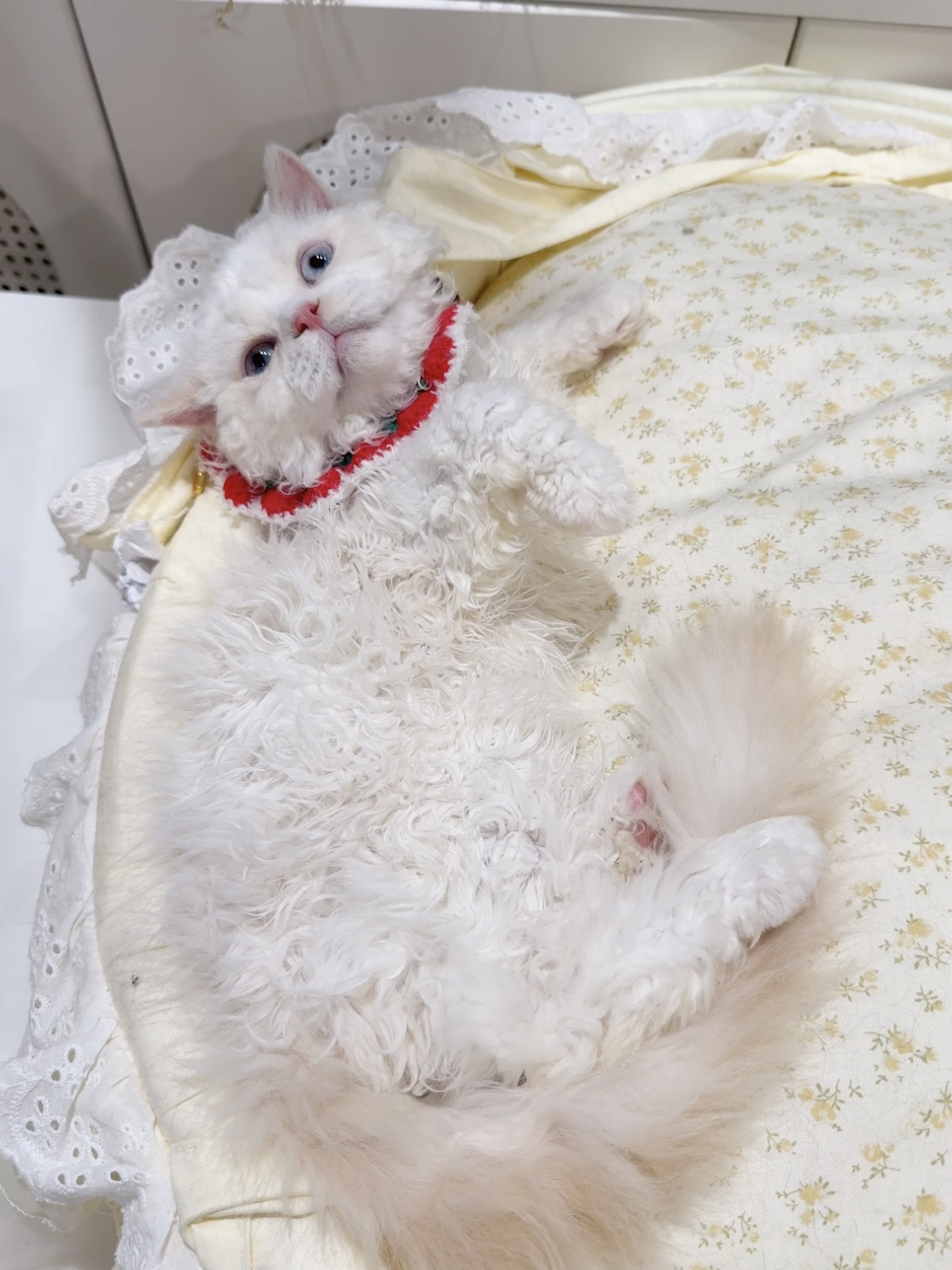 佑佑（火焰色/红重点加白） 照片 4