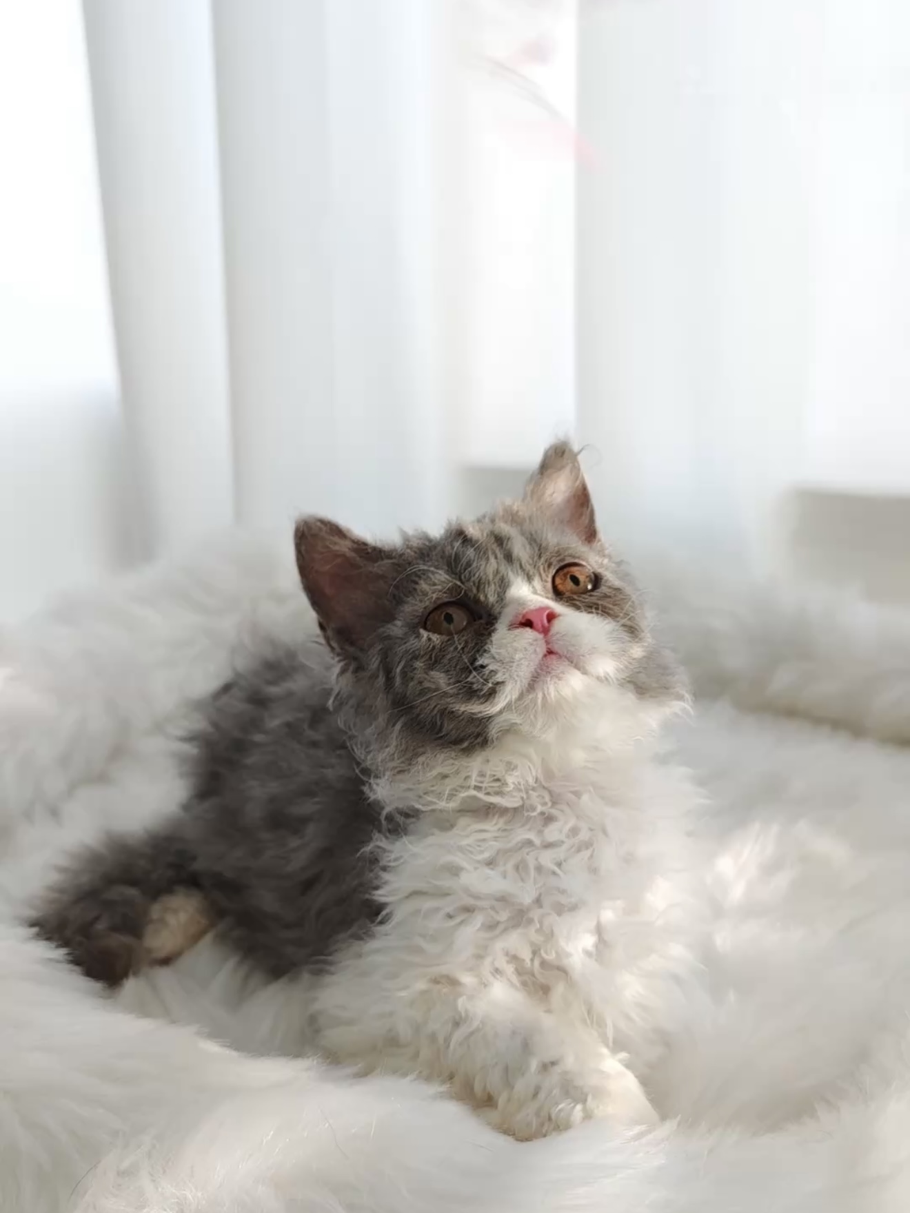 盐盐（蓝白） 照片 5