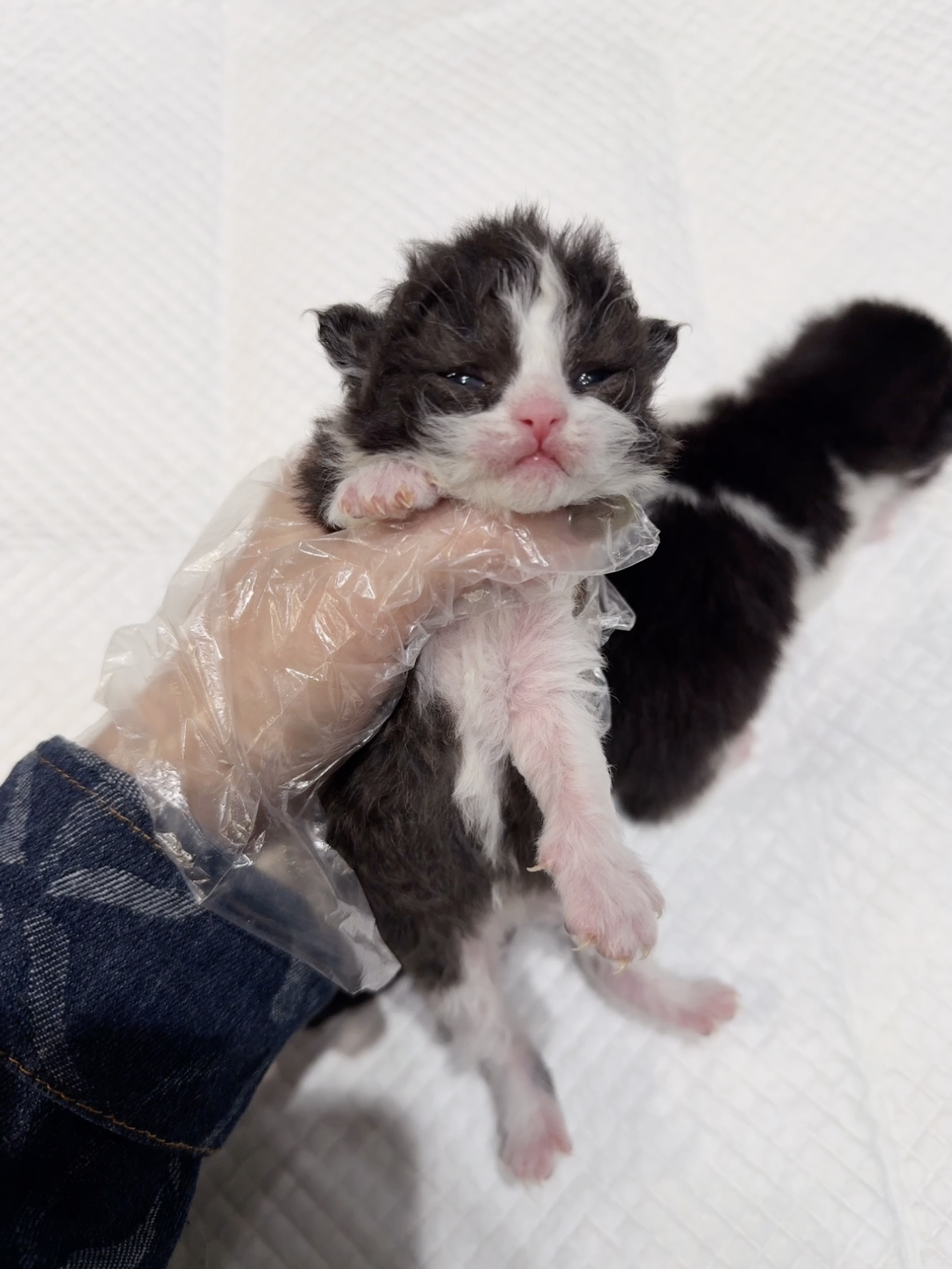 二柱子（黑白） 照片 4