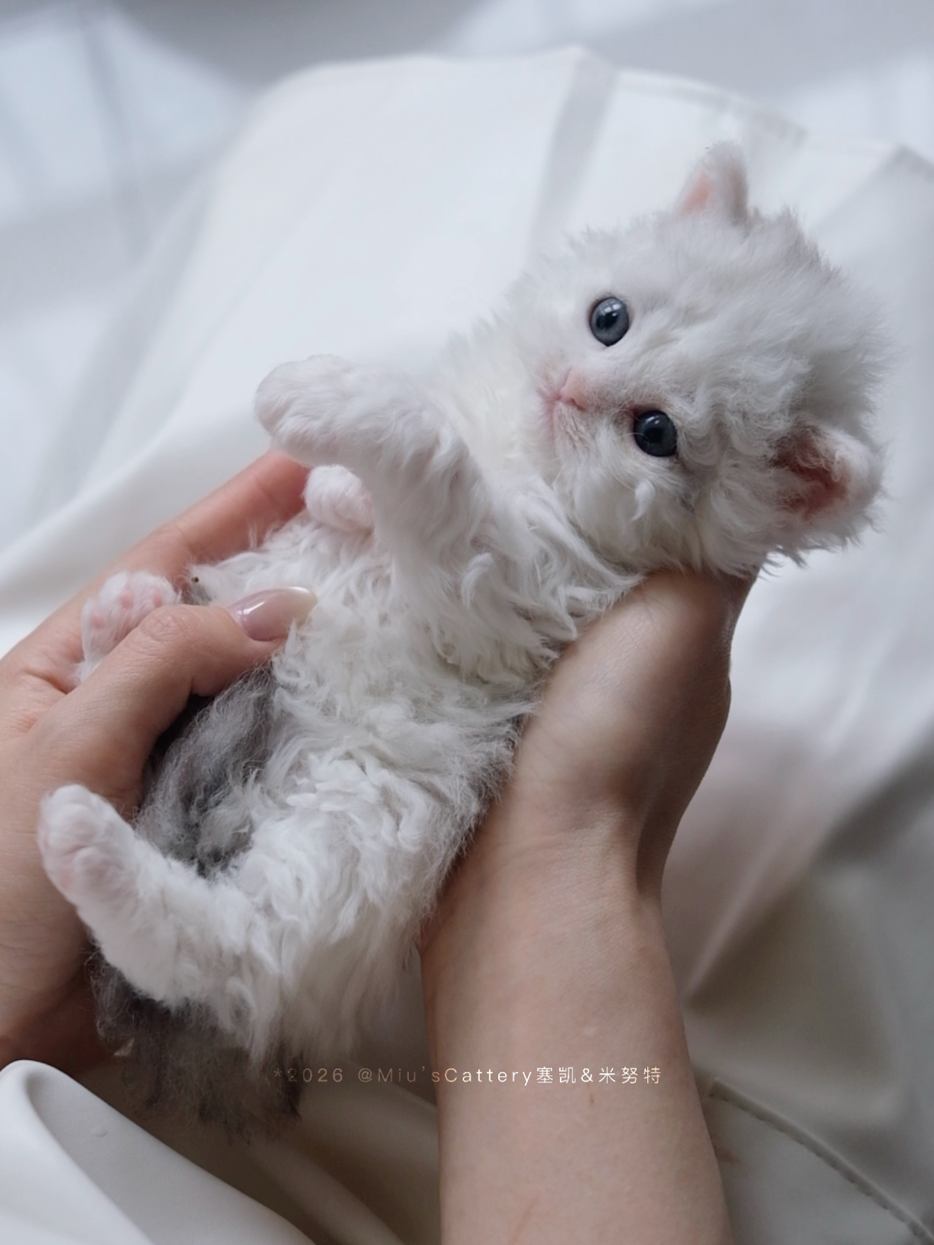 泡芙（银白） 照片 4