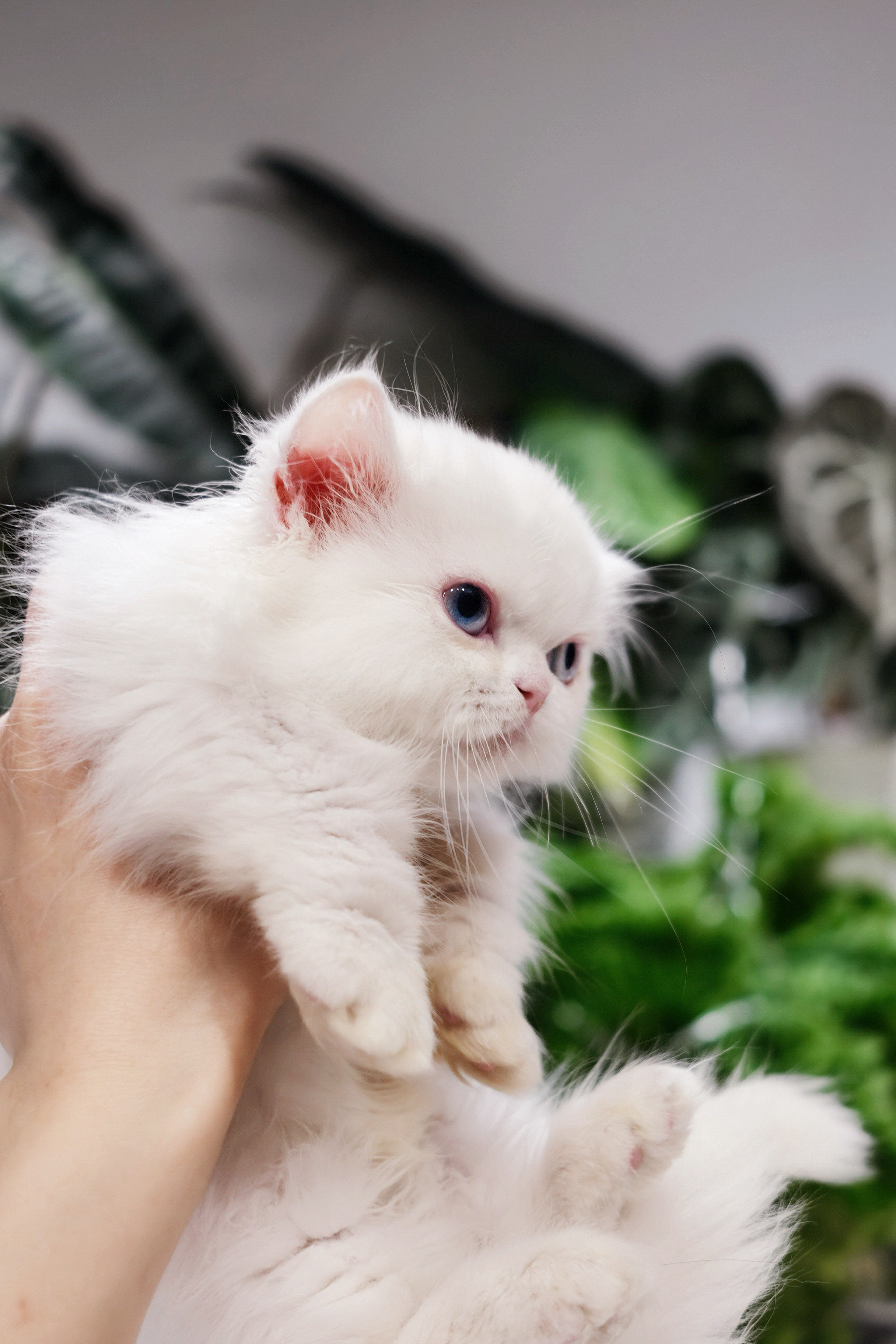 Lulu（纯白双蓝眼） 照片 2