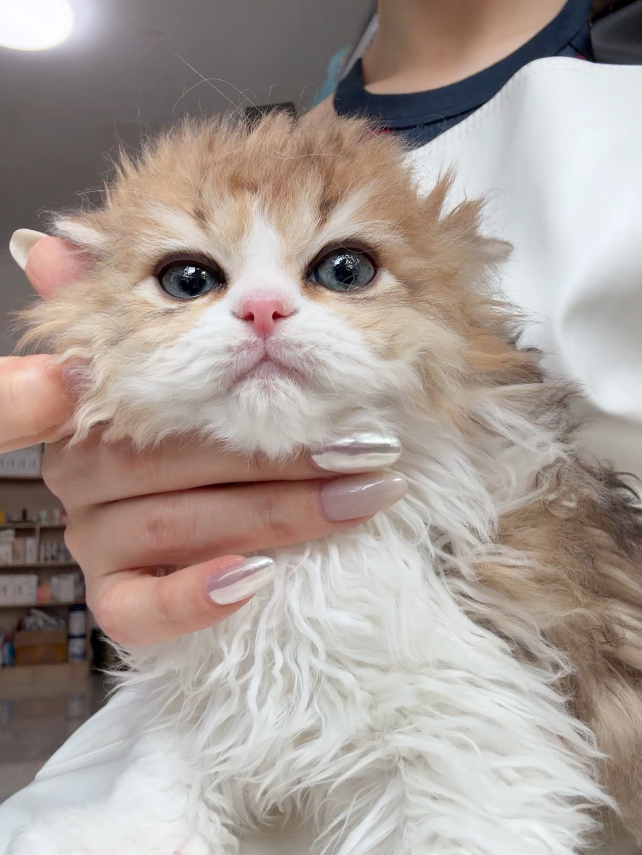 元宝（金加白） 照片 3