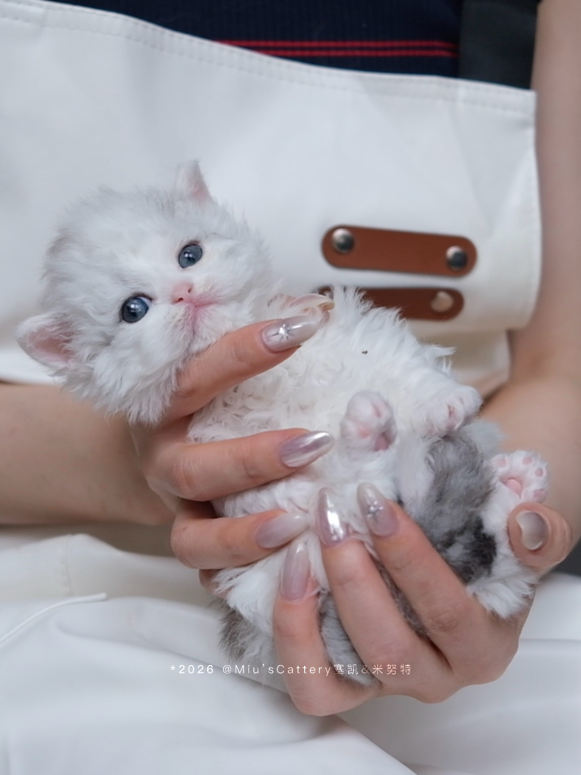 泡芙（银白） 照片 3