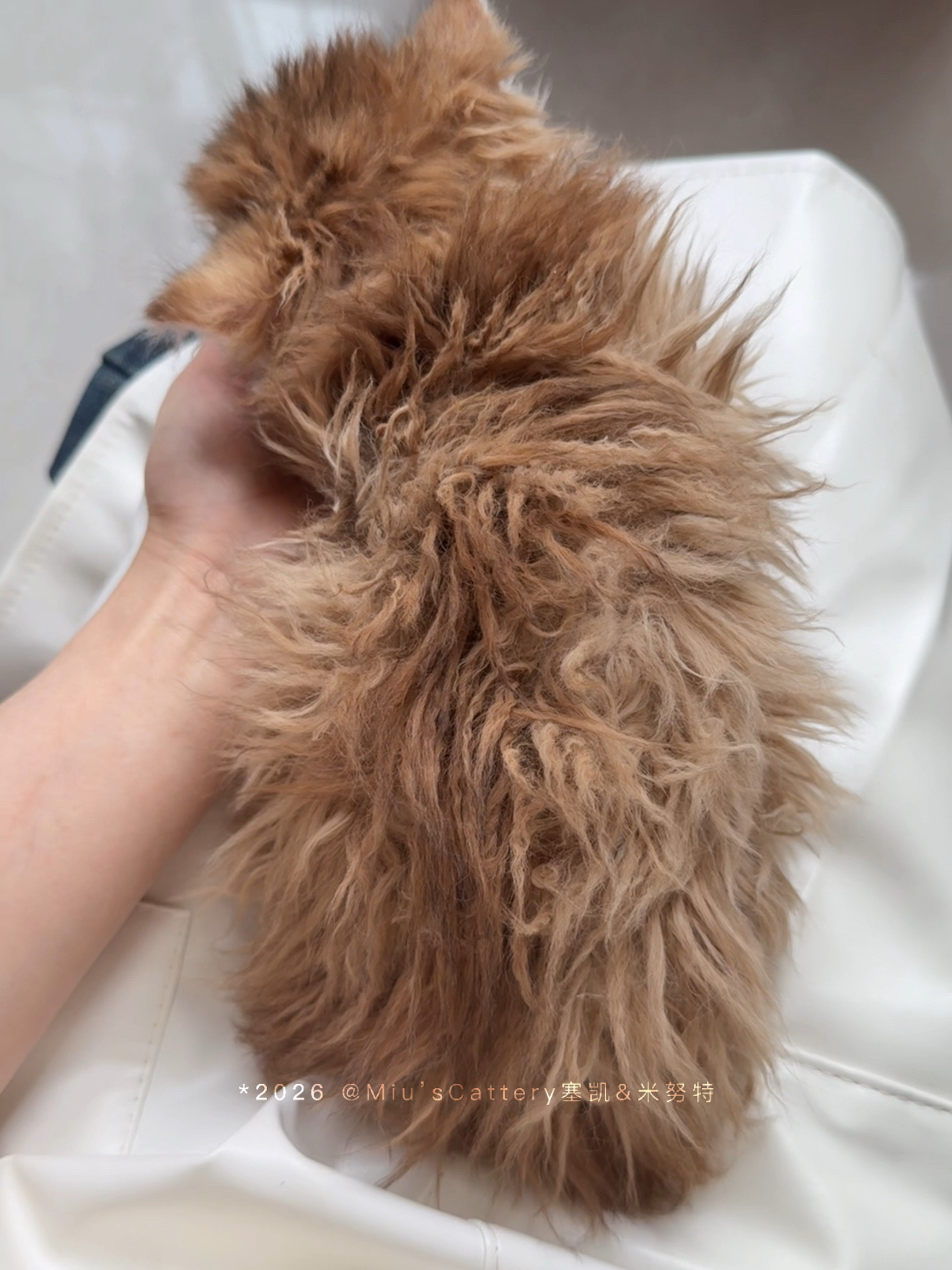 旺仔（巧克力金） 照片 3