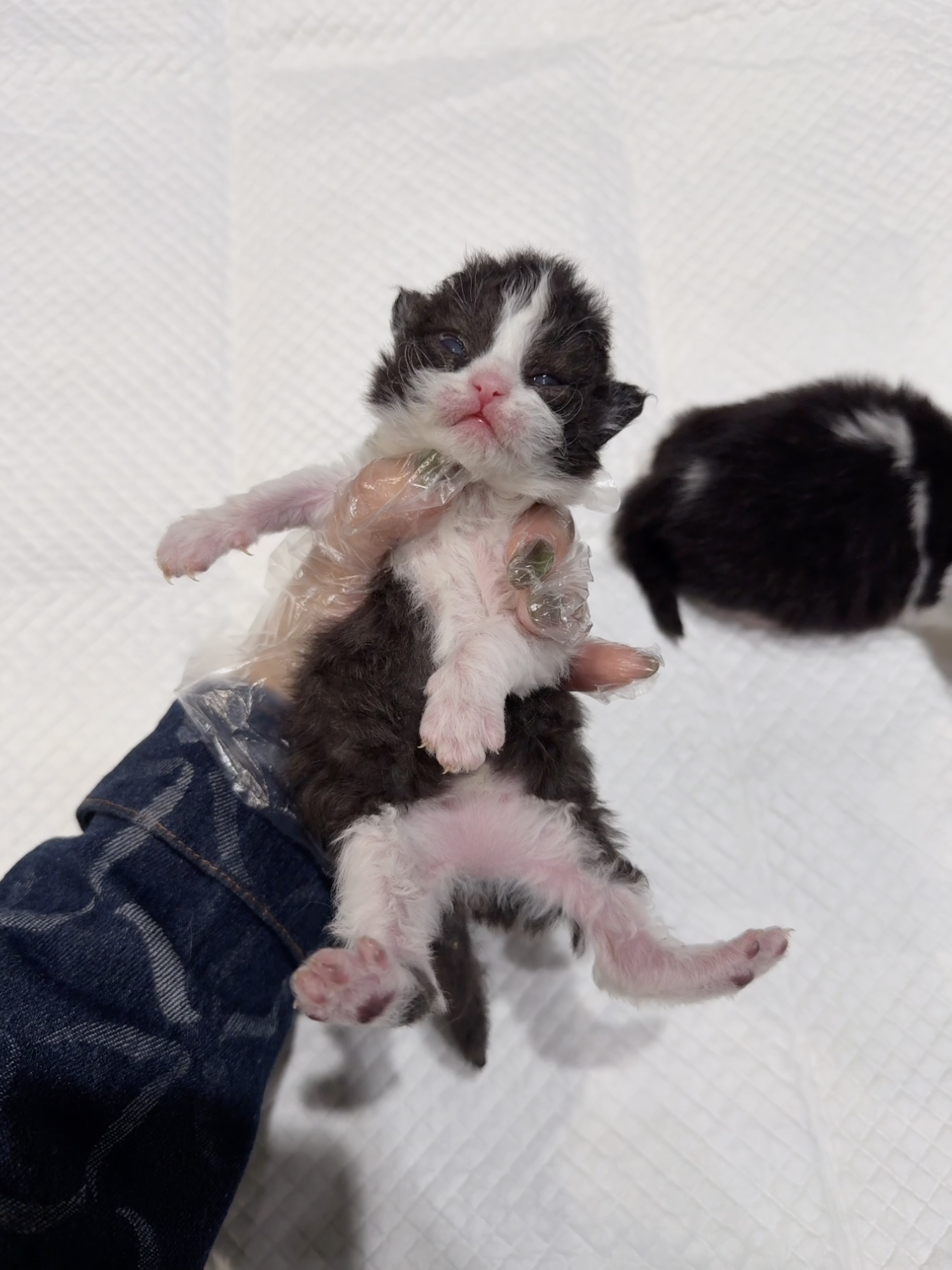 二柱子（黑白） 照片 5