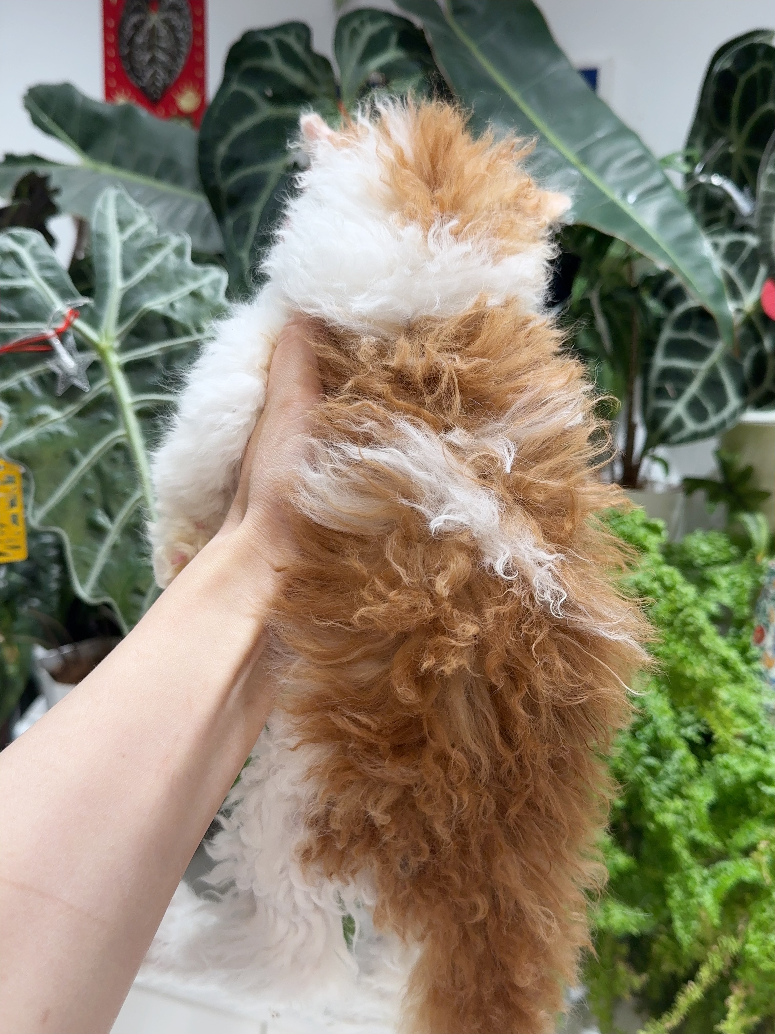 发糕（红白） 照片 5