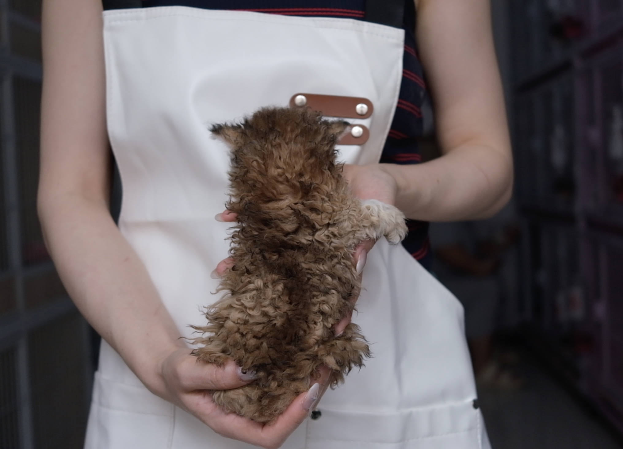 仙贝（巧克力金塞凯） 照片 2