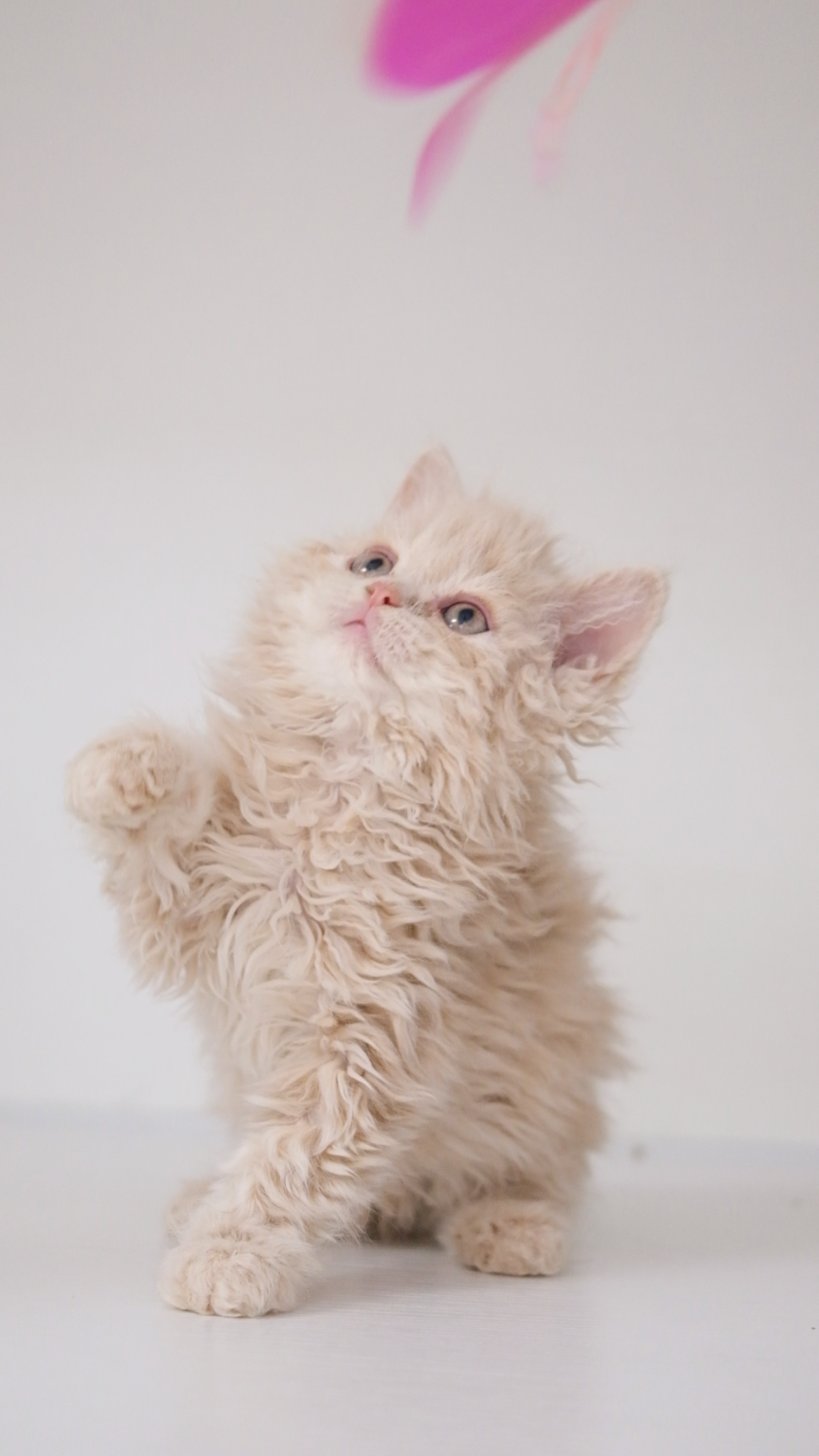 Yoyo （乳色） 照片 3