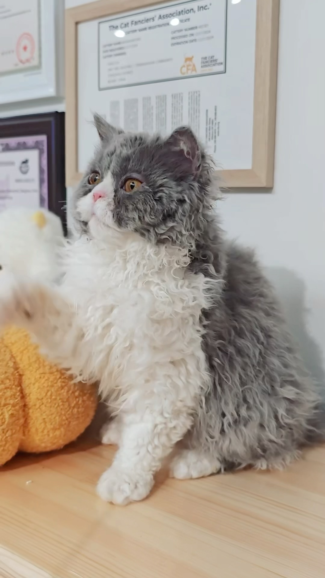 盐盐（蓝白） 照片 3