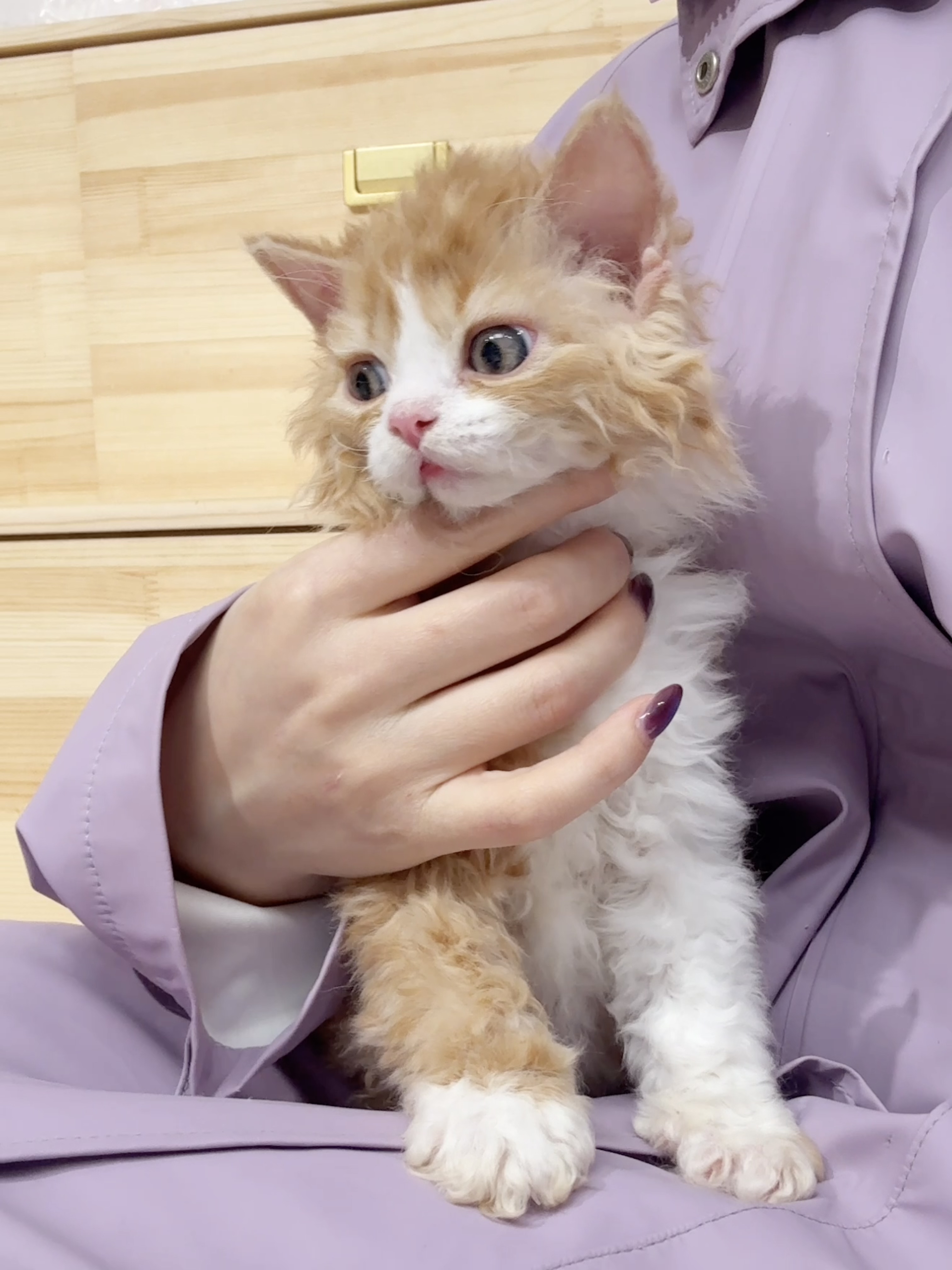 芬达（红白） 照片 2