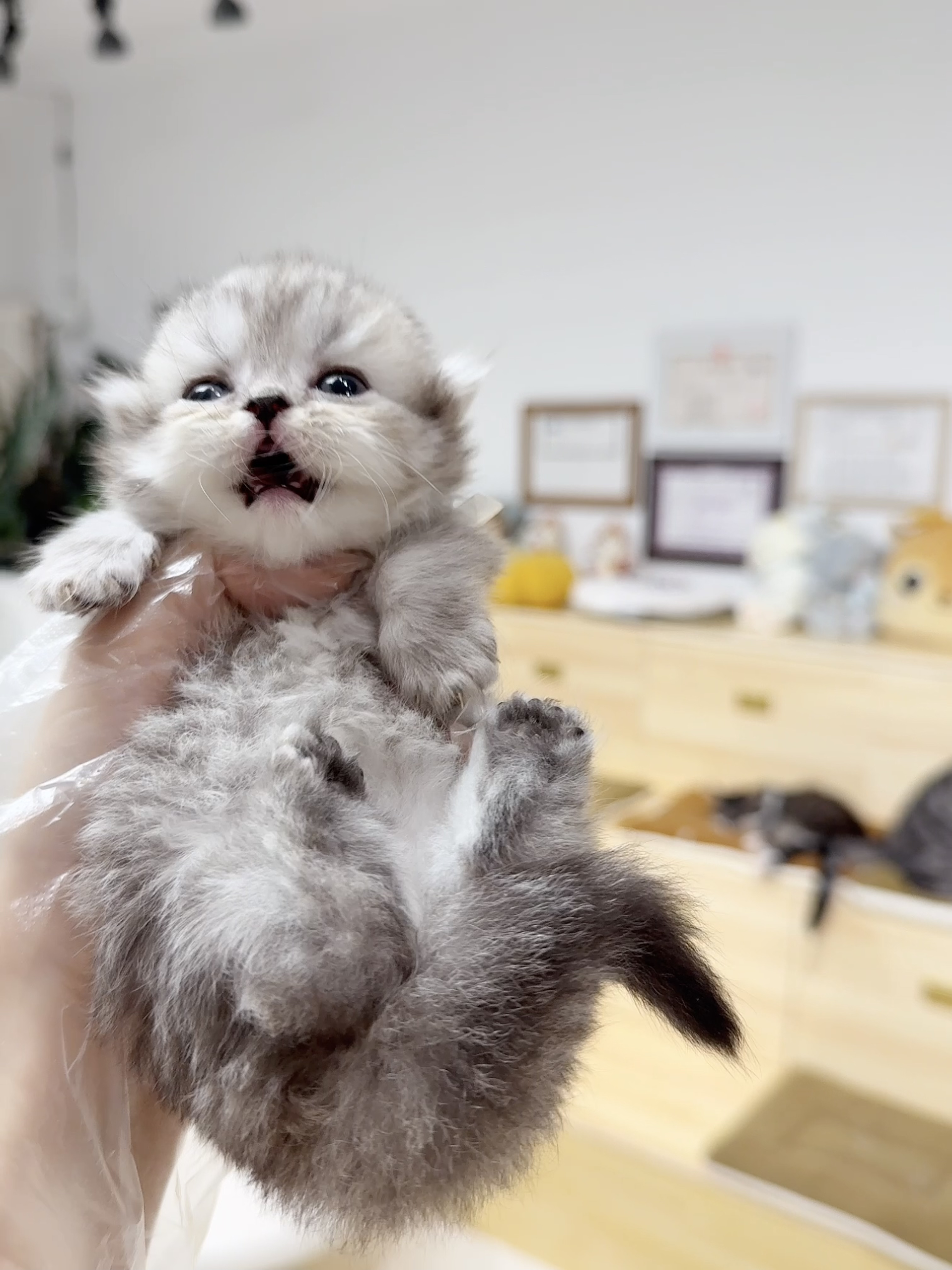 Nini （银色米努特） 照片 7