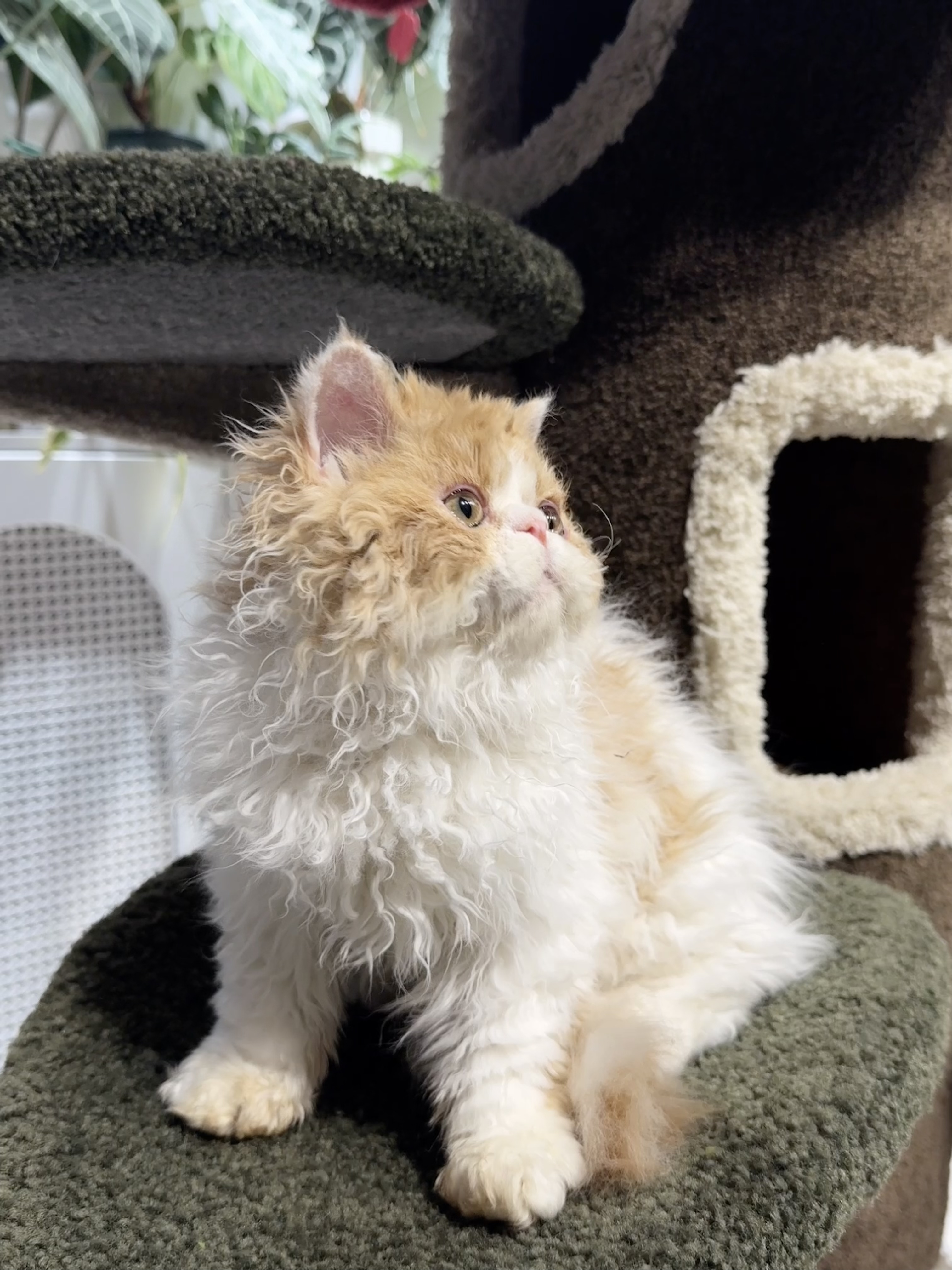 龙傲天（红白）