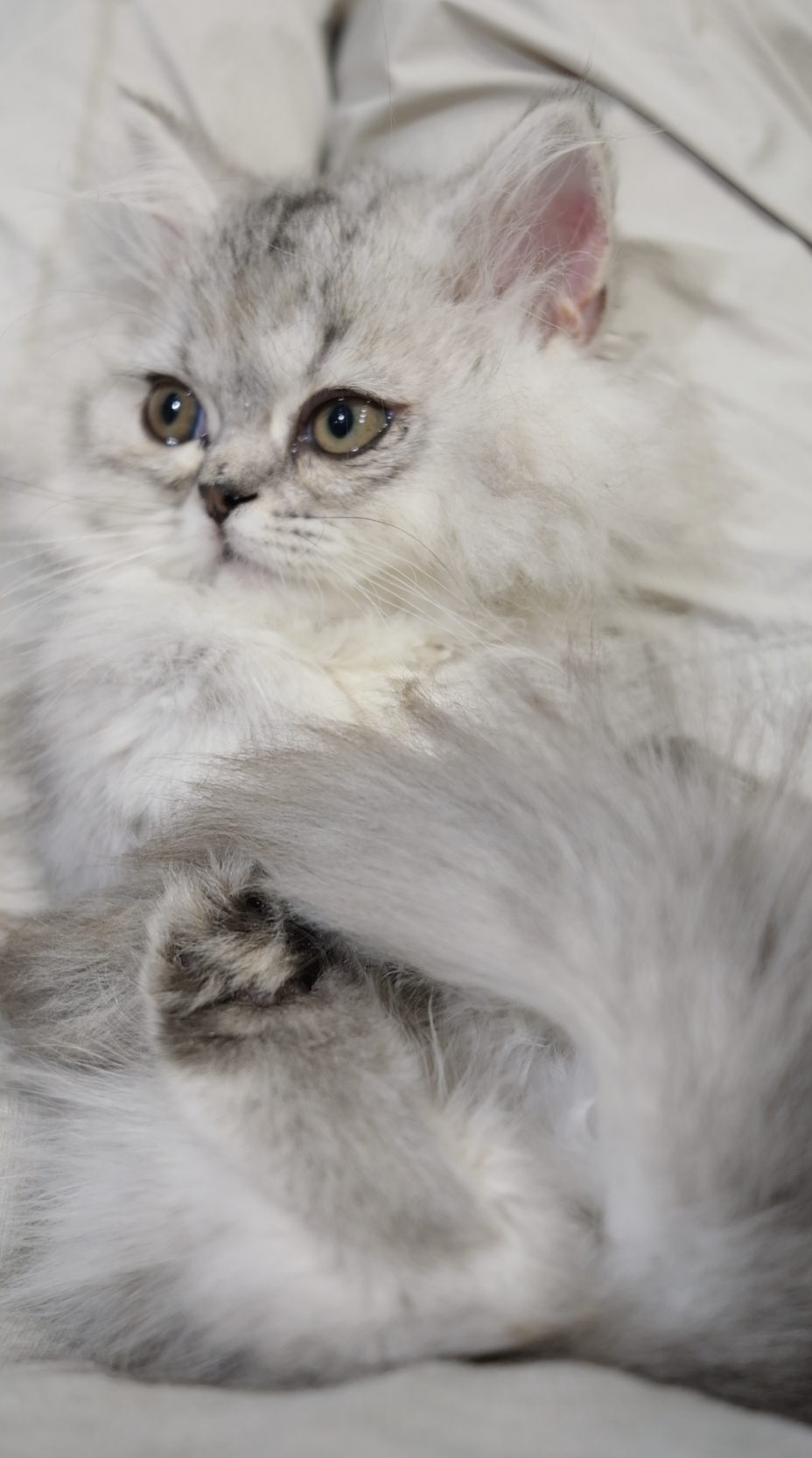 Nini （银色米努特） 照片 2