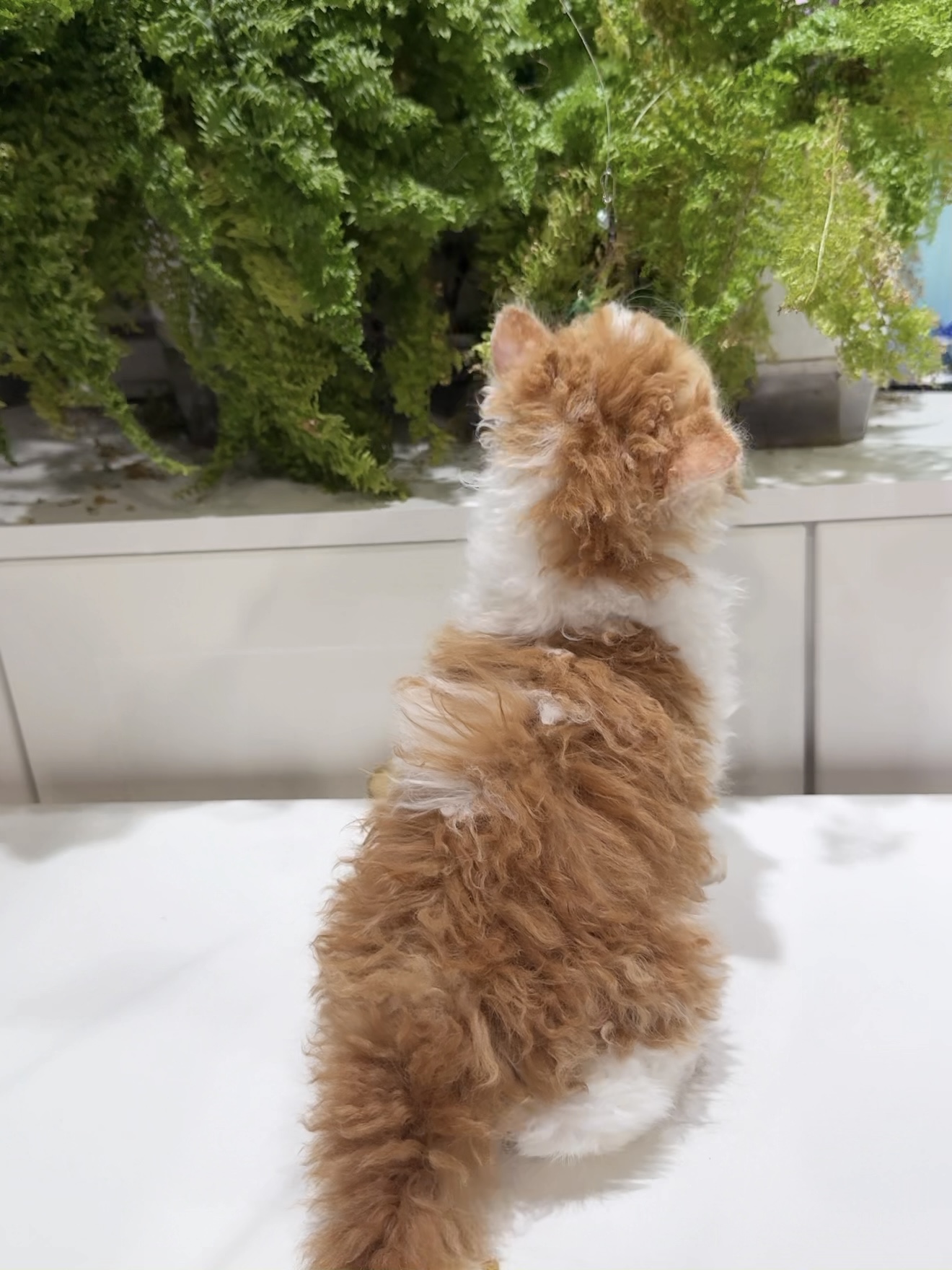 发糕（红白） 照片 6