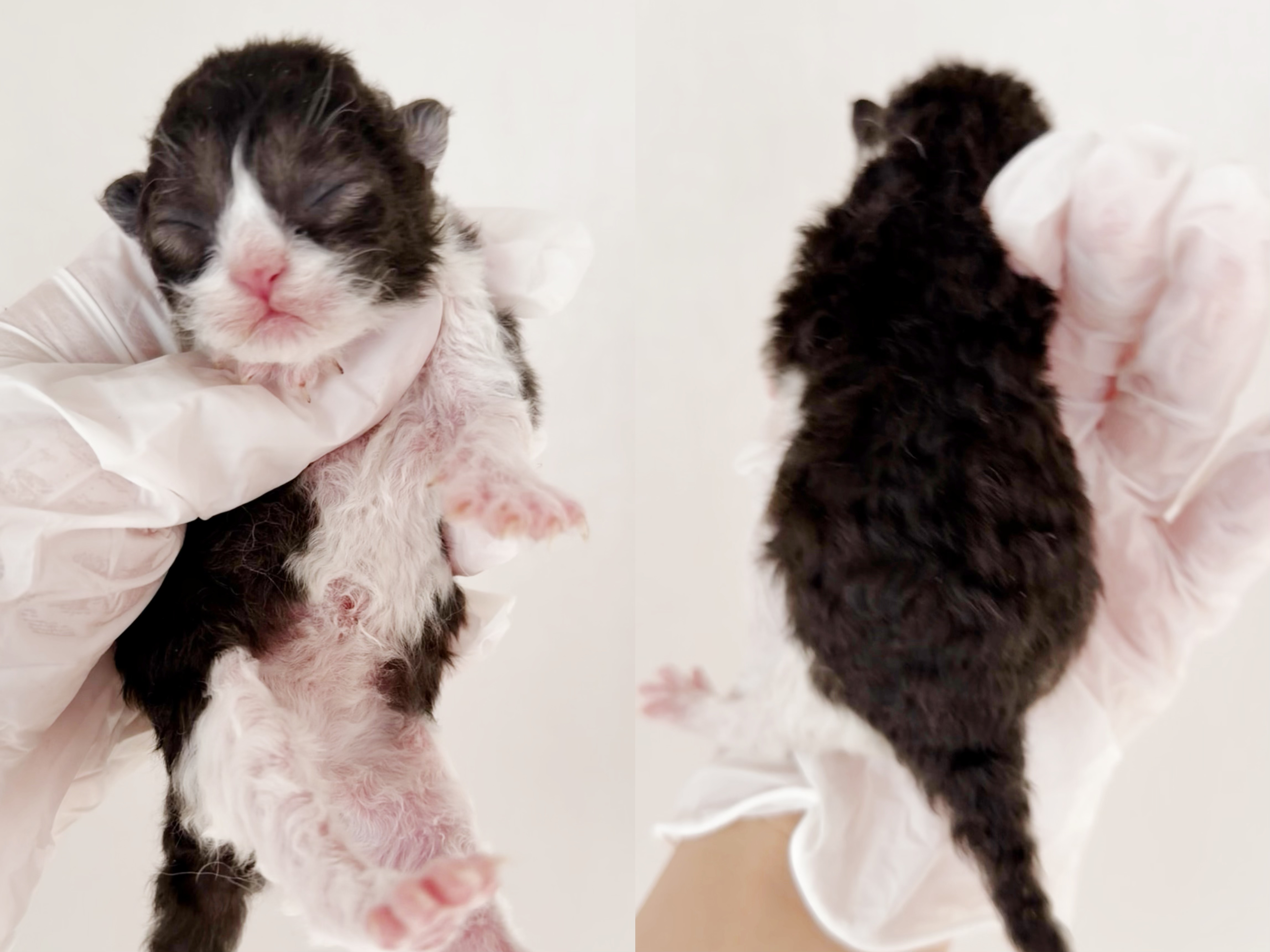 Coco（黑白） 照片 4