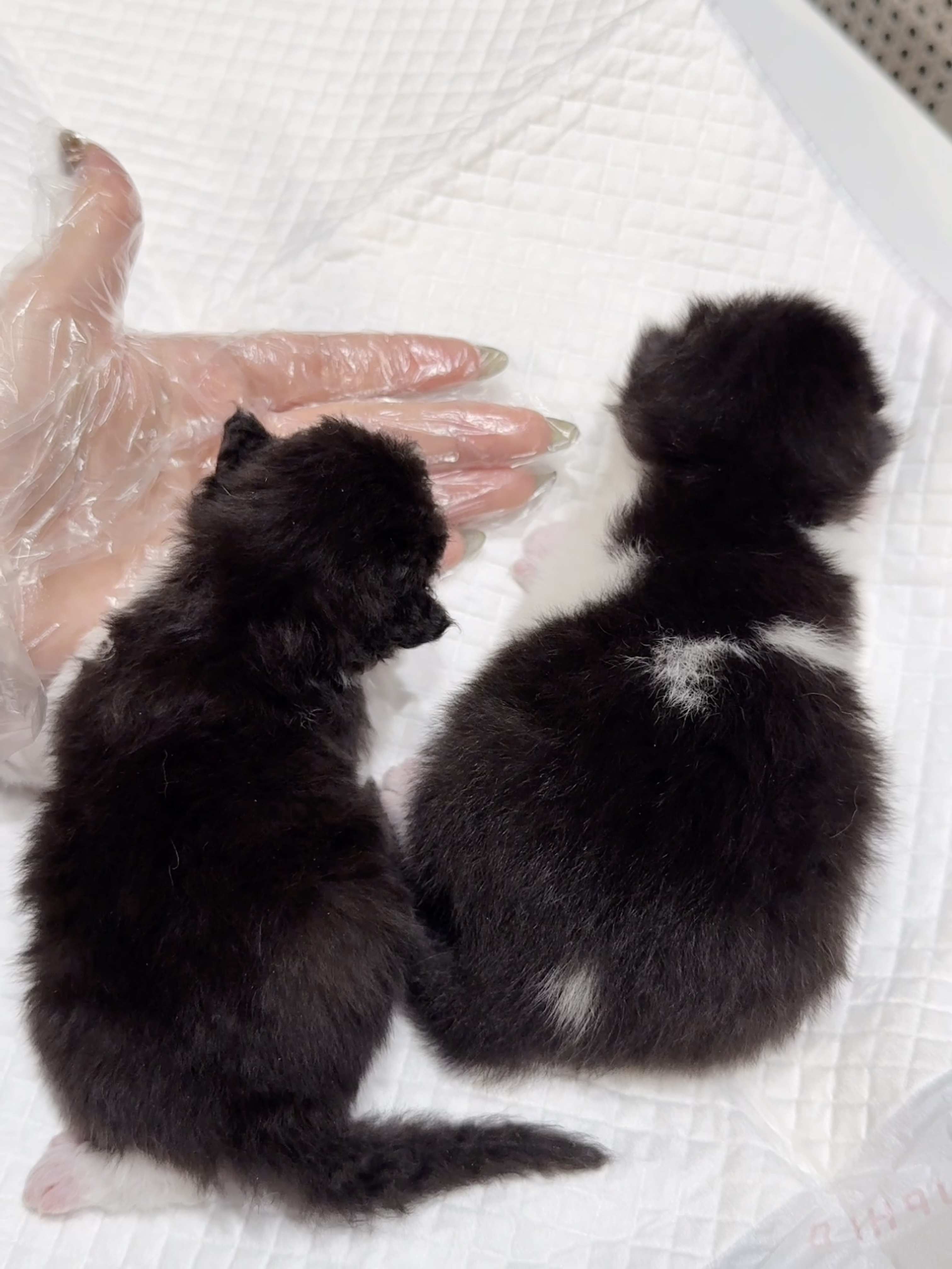 二柱子（黑白） 照片 8