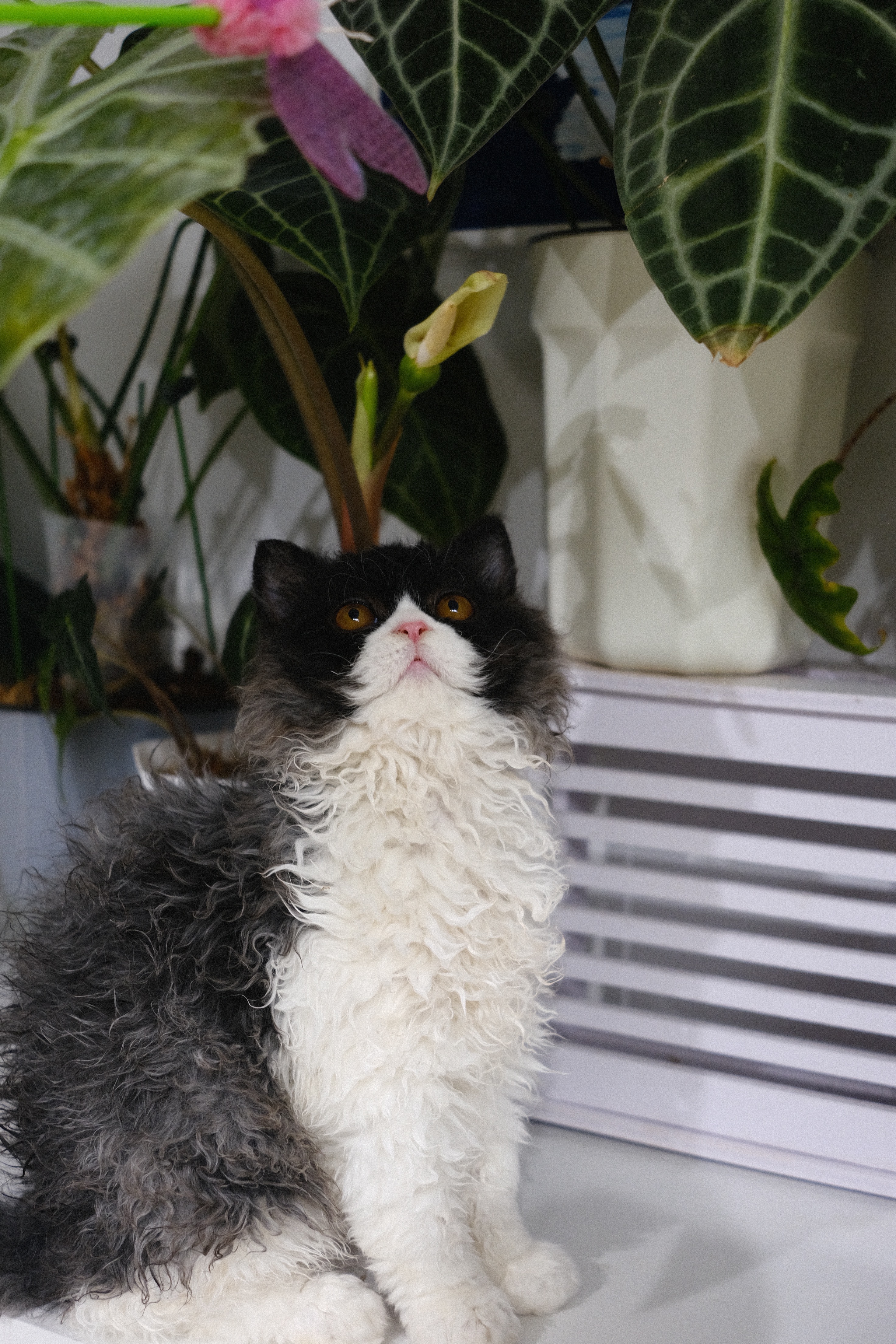 Coco（黑白） 照片 3
