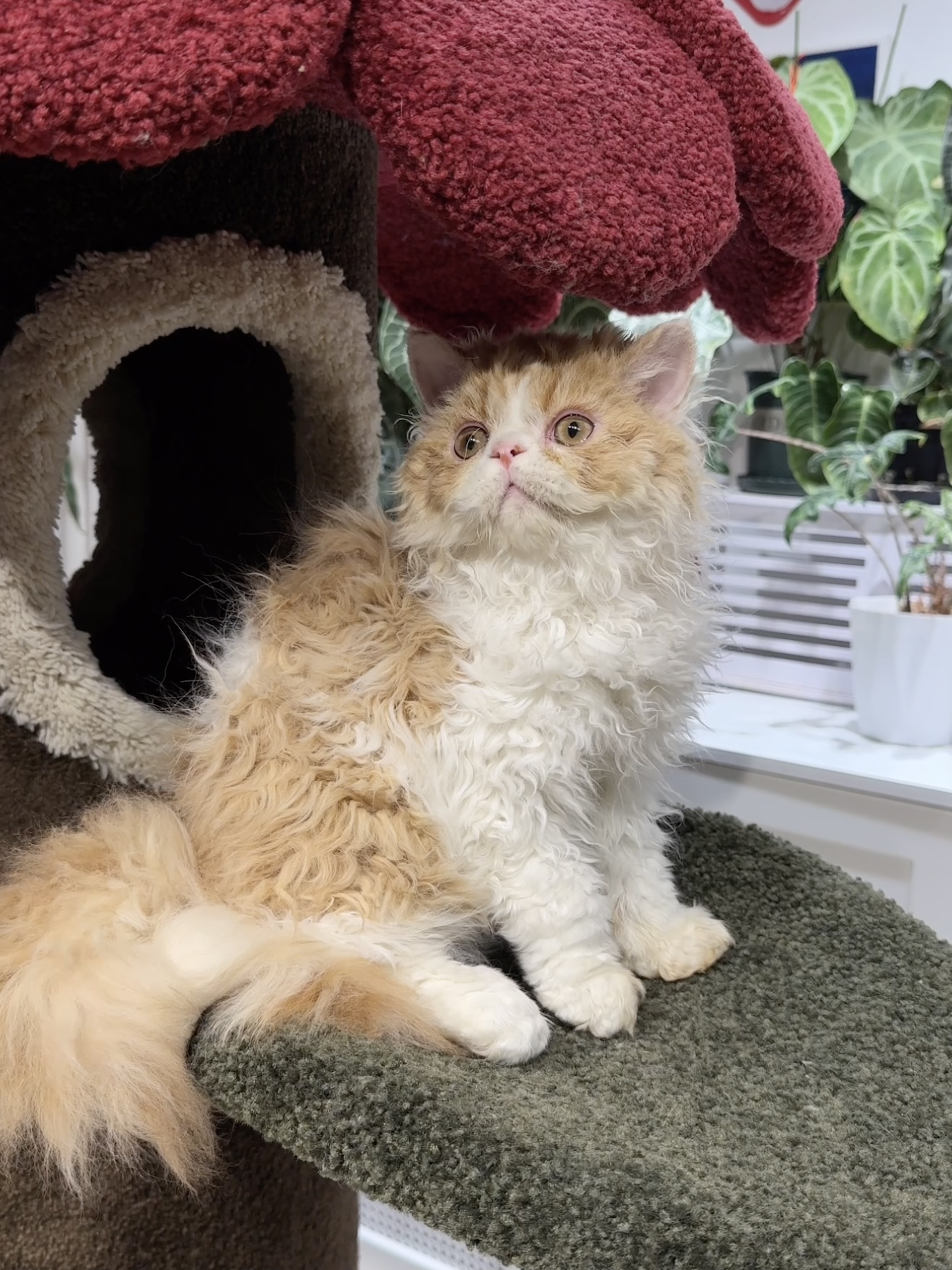 龙傲天（红白） 照片 3