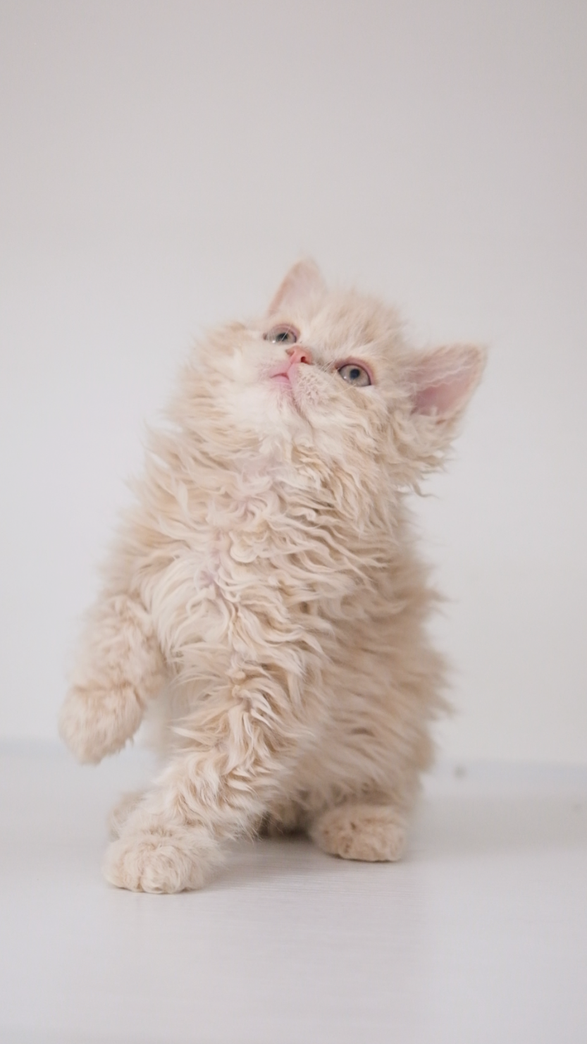 Yoyo （乳色） 照片 4