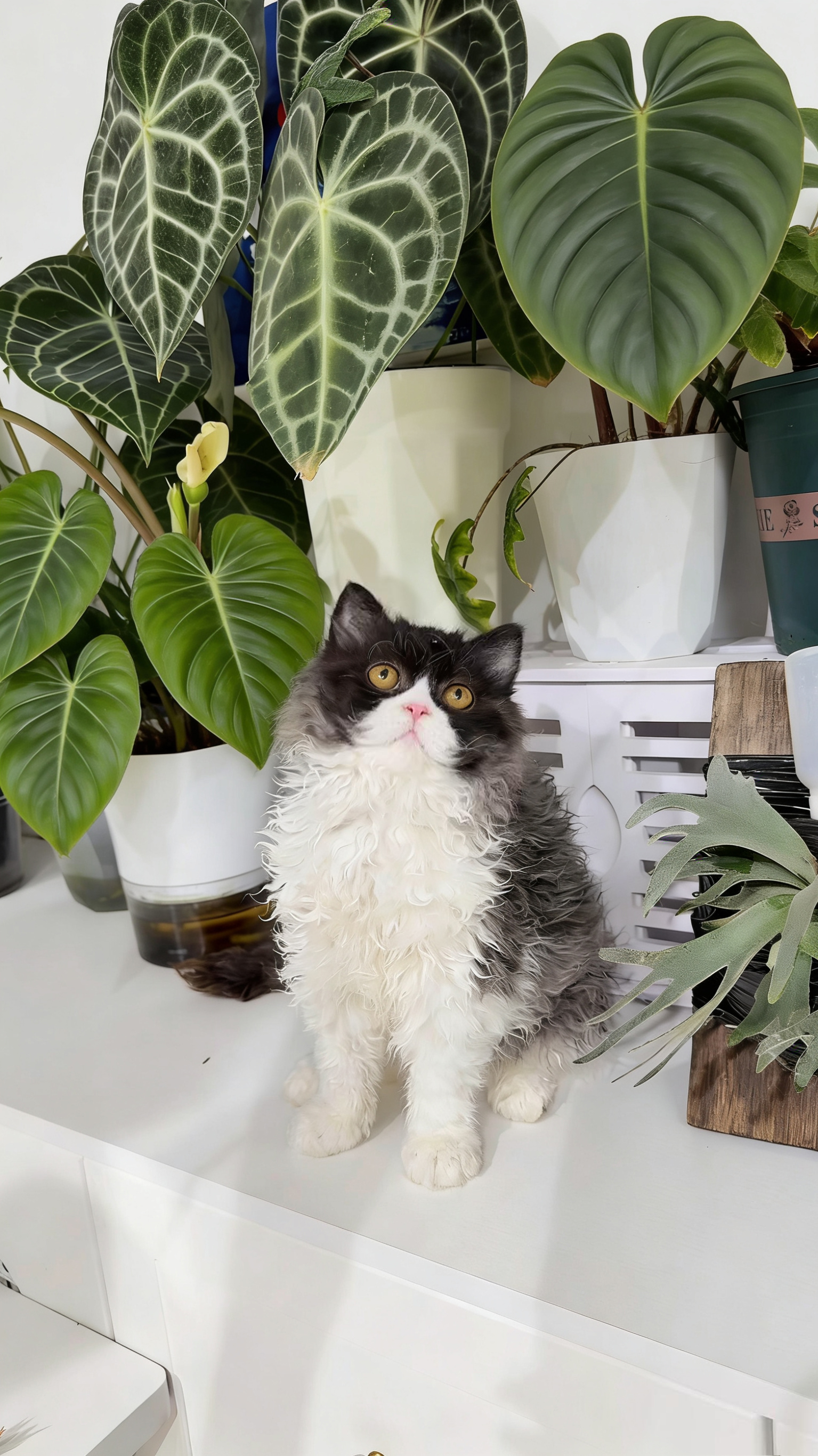 Coco（黑白）