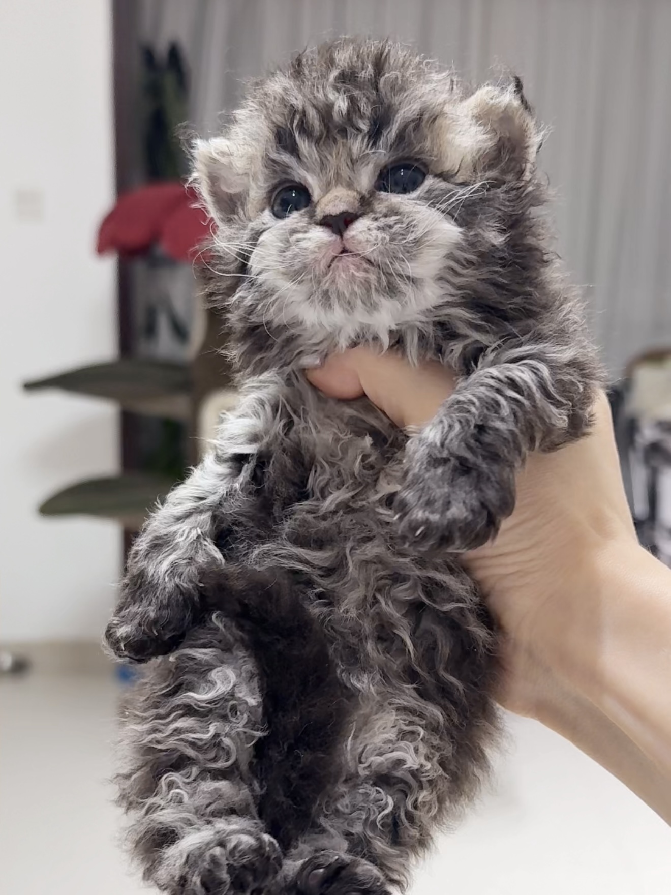 小蛋糕（虎斑）