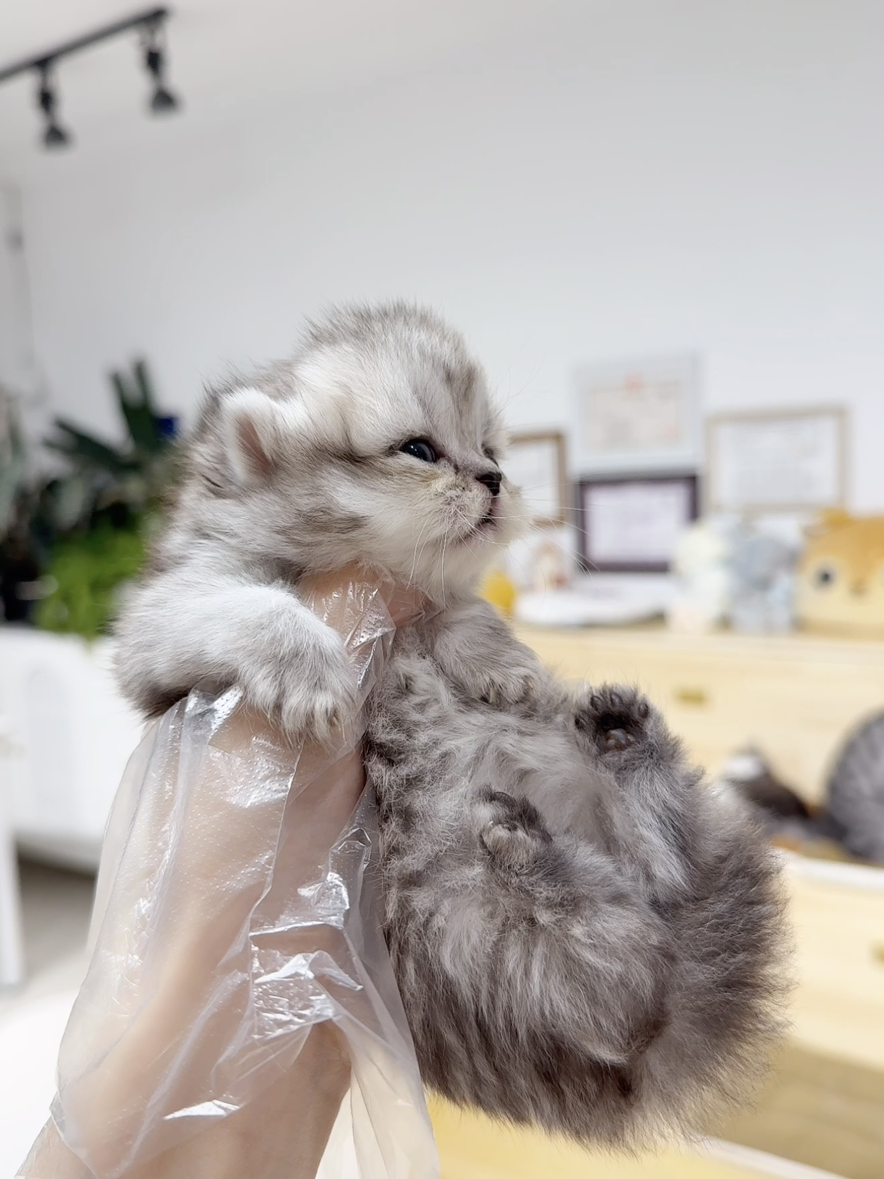 Nini （银色米努特） 照片 8