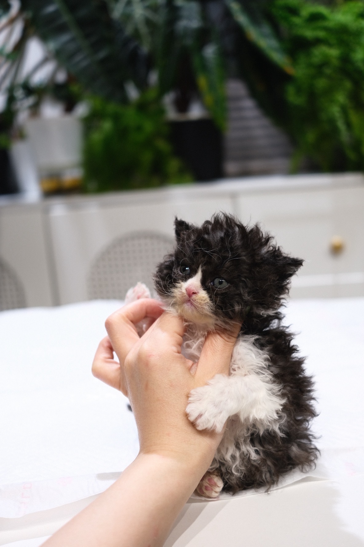 Coco（黑白） 照片 2