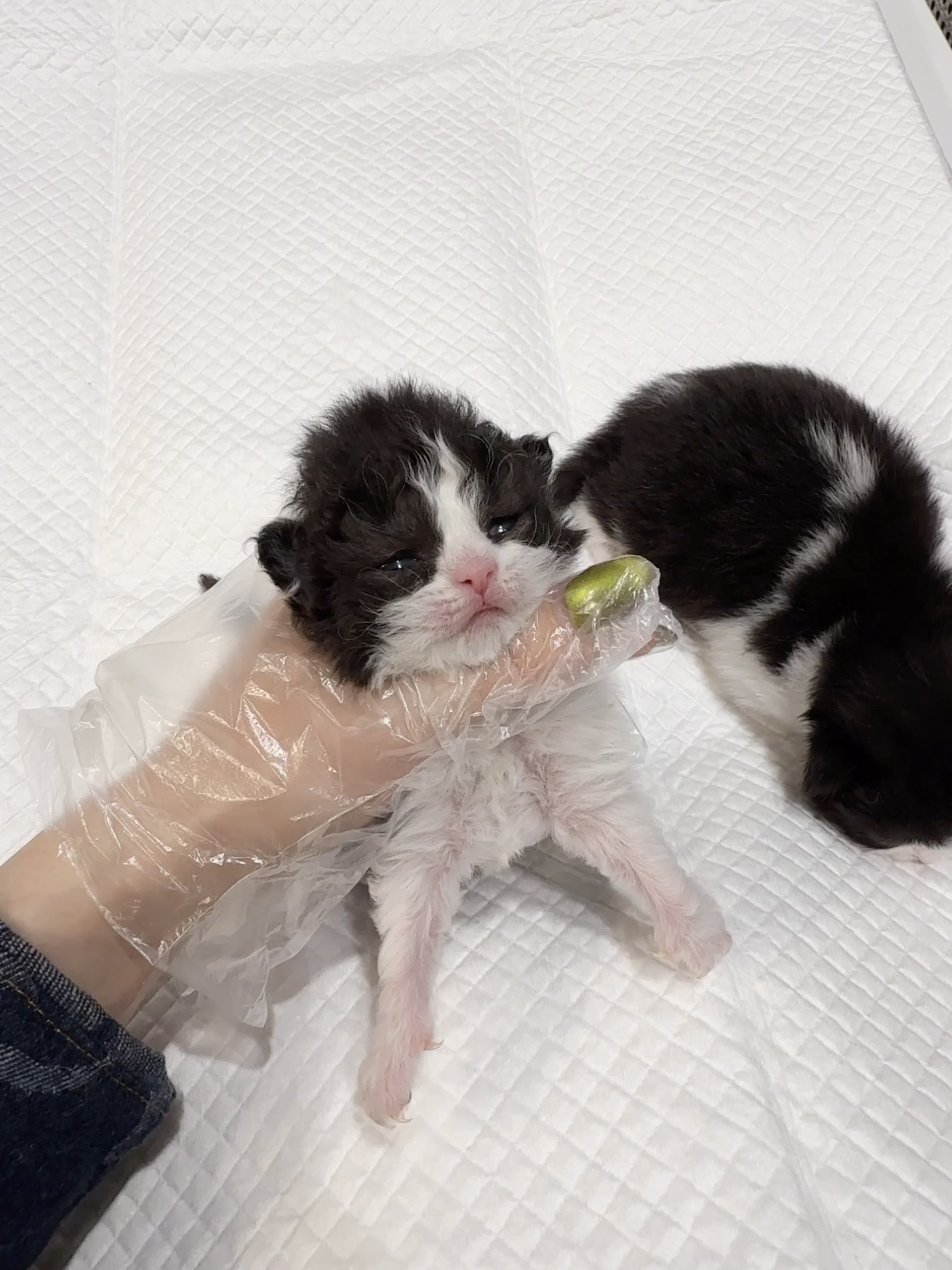 二柱子（黑白） 照片 7