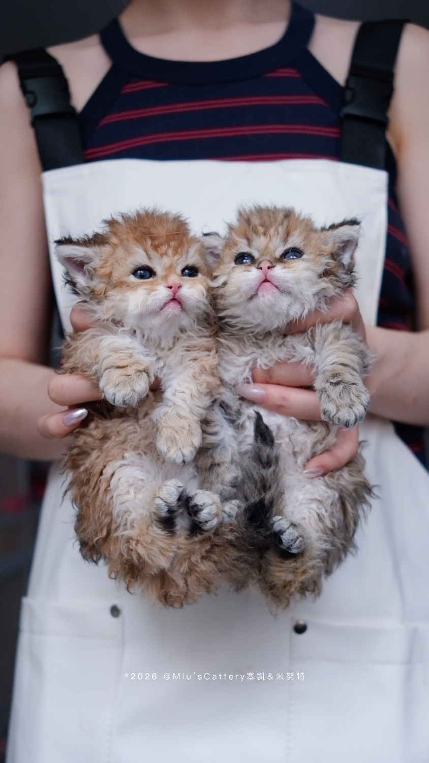 仙贝（巧克力金塞凯） 照片 7