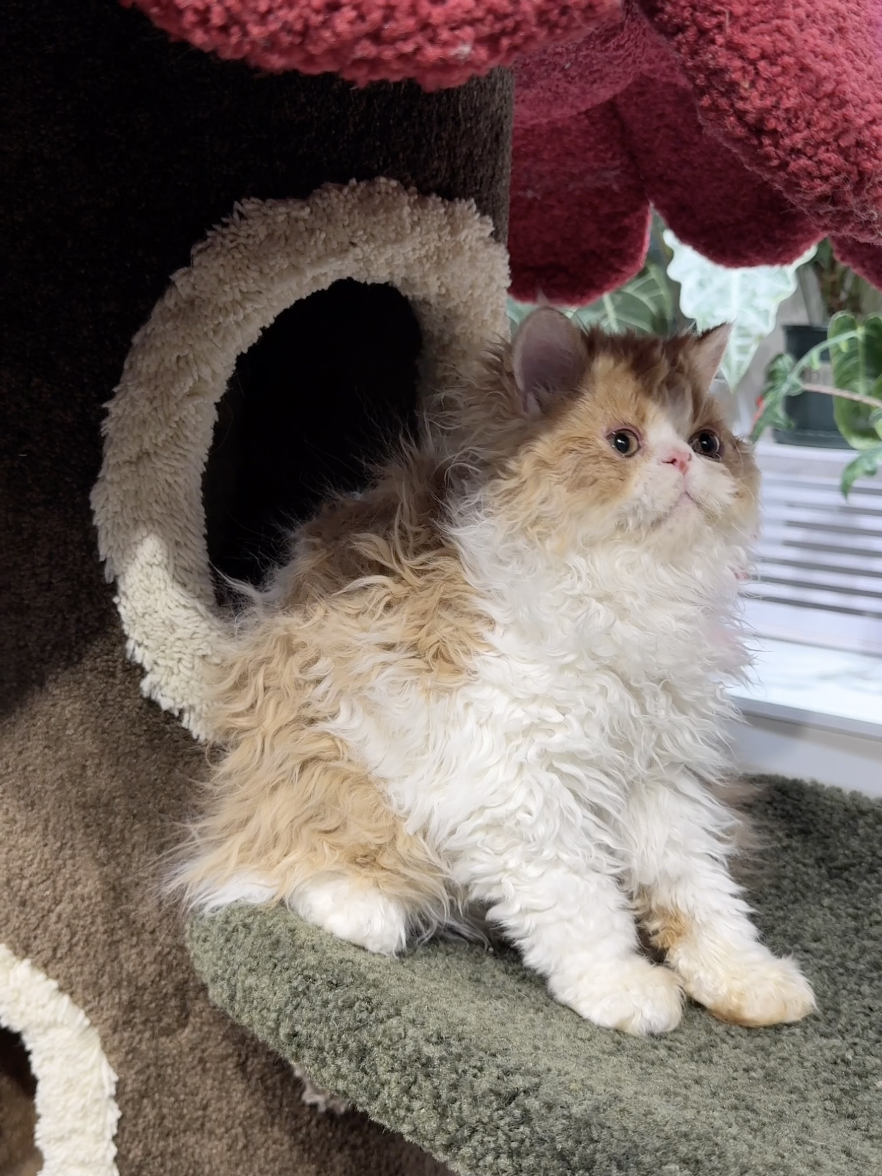 龙傲天（红白） 照片 2