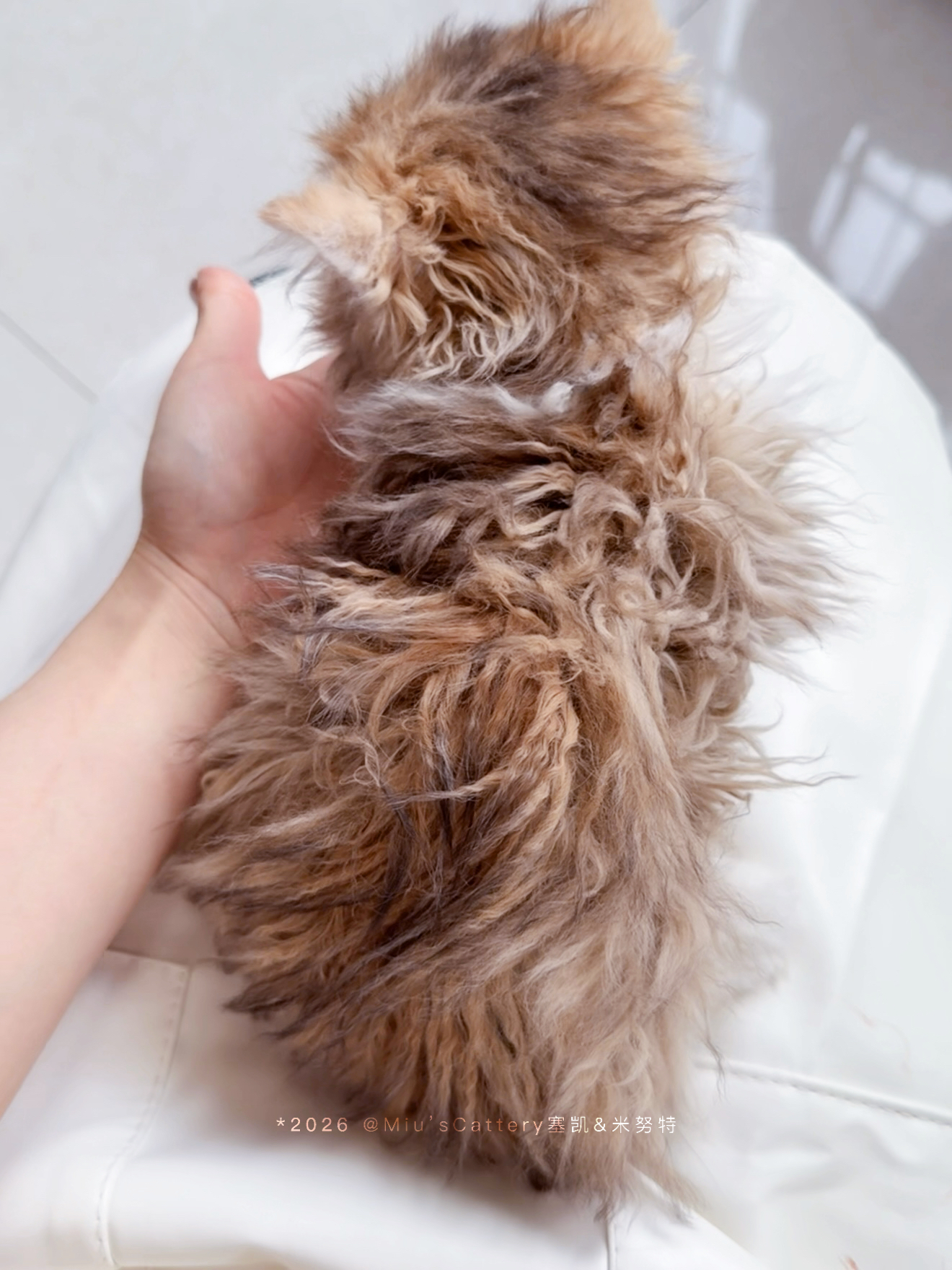 蛋挞（巧克力金加白） 照片 3