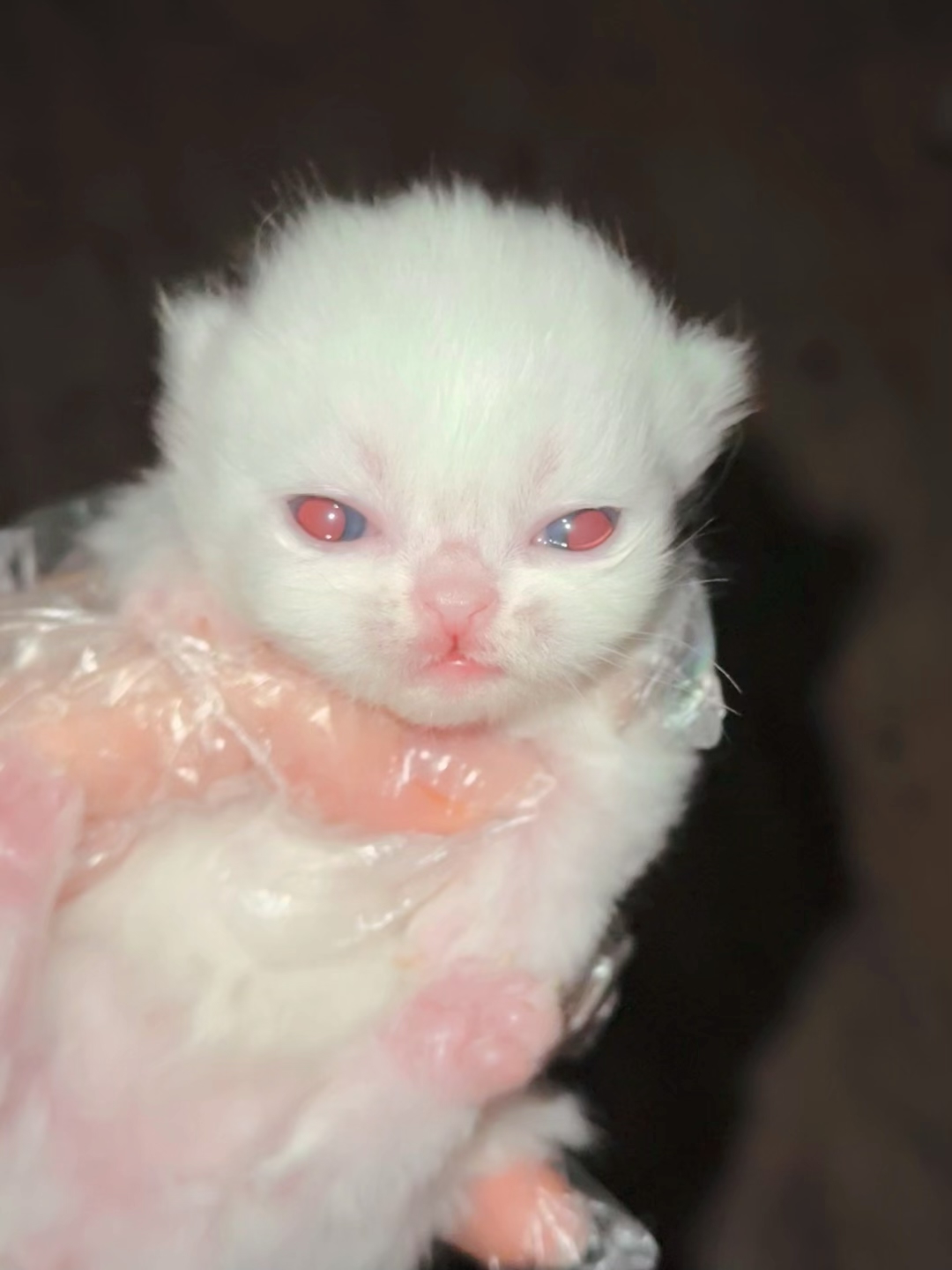 Lulu（纯白双蓝眼） 照片 4