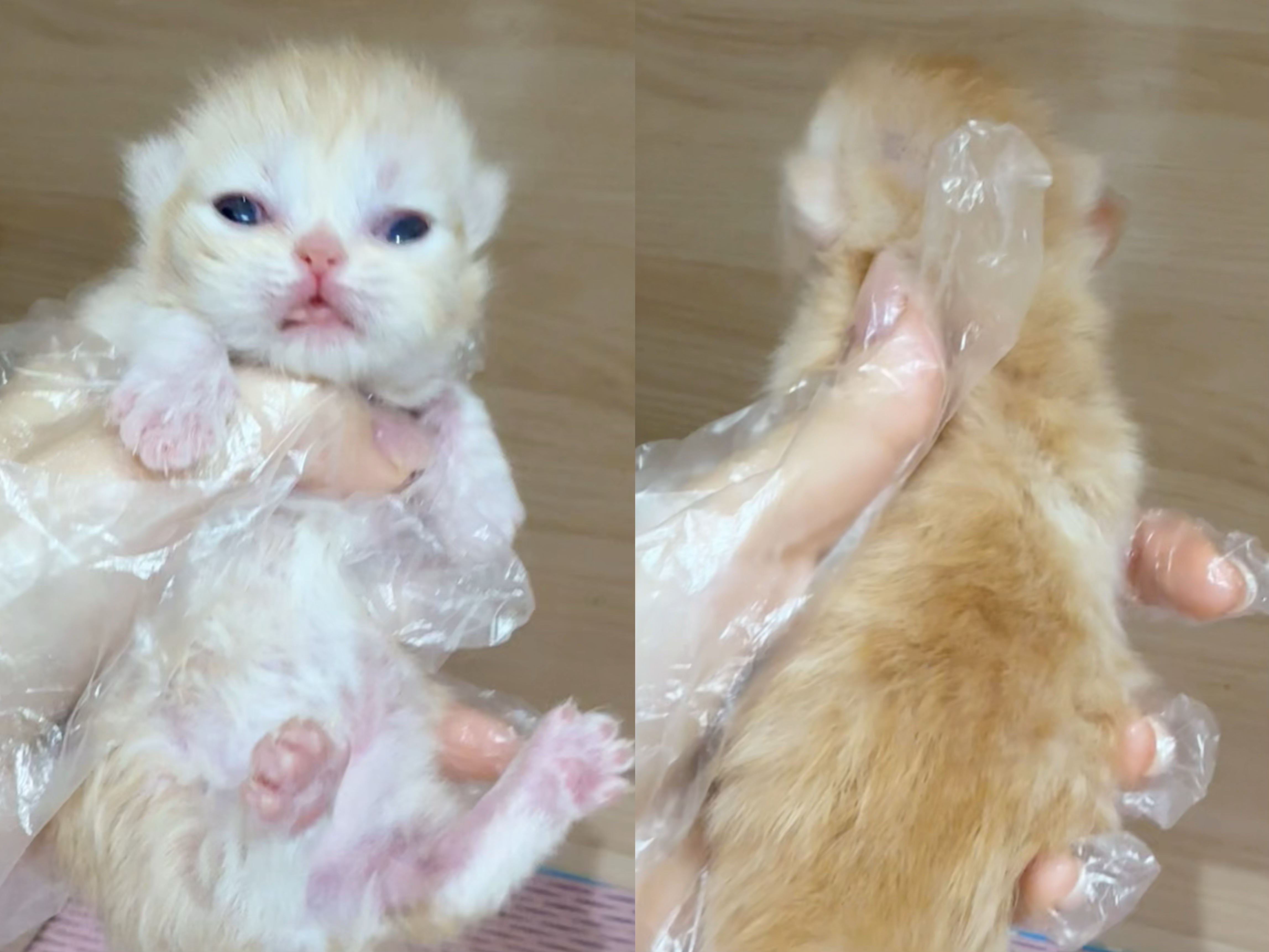 Toto （凯米尔色红） 照片 4