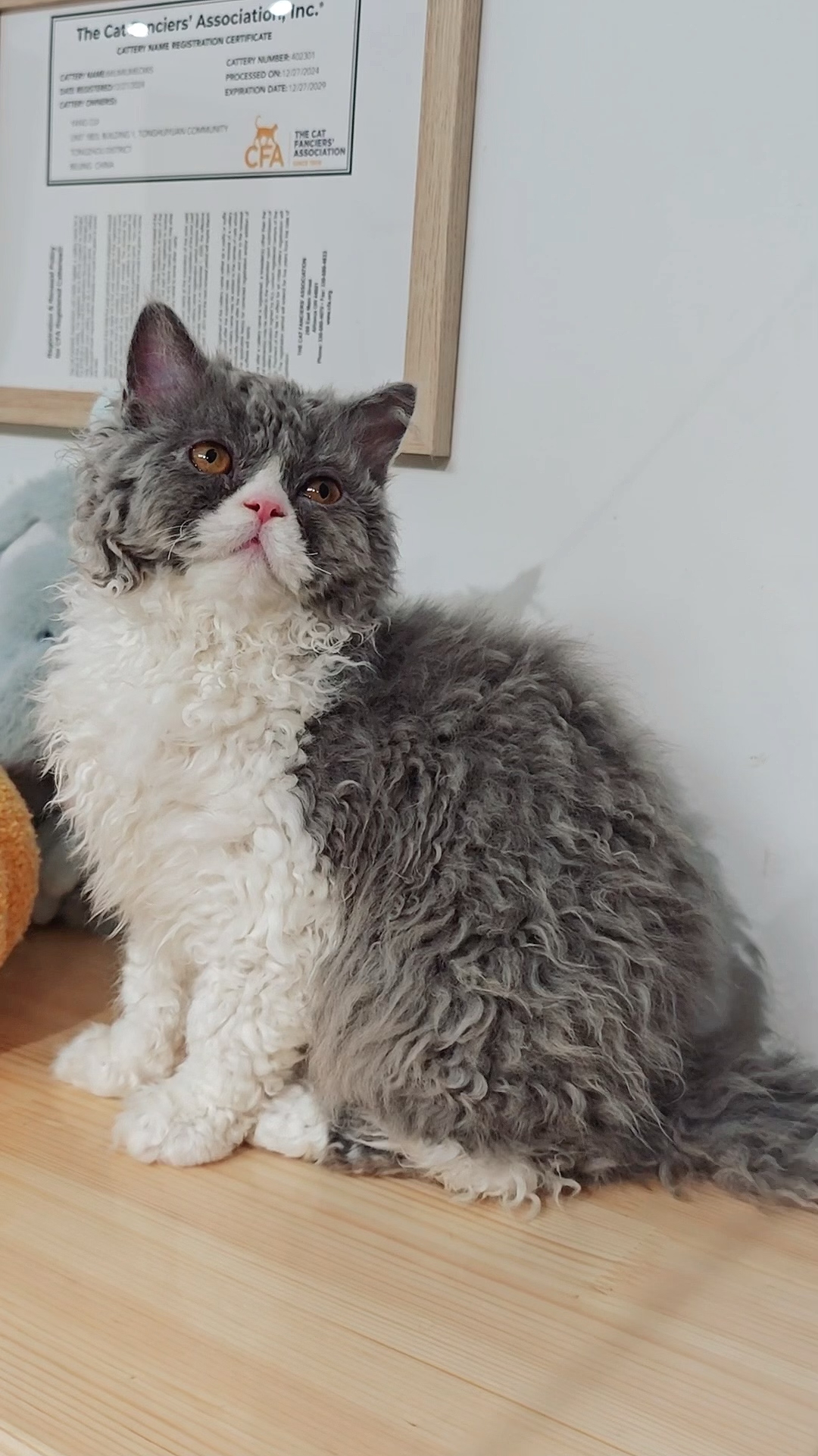 盐盐（蓝白） 照片 2