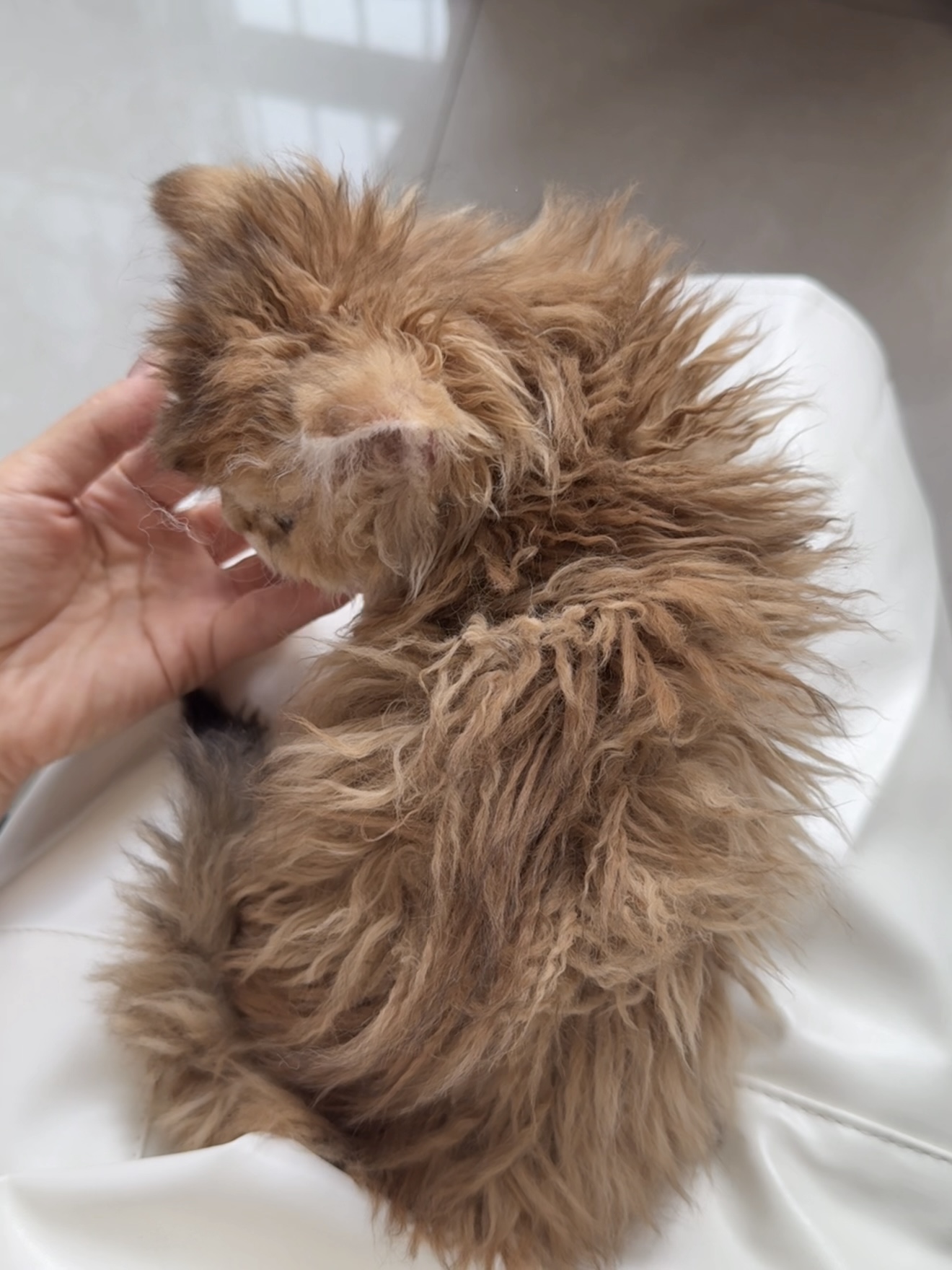 旺仔（巧克力金） 照片 4