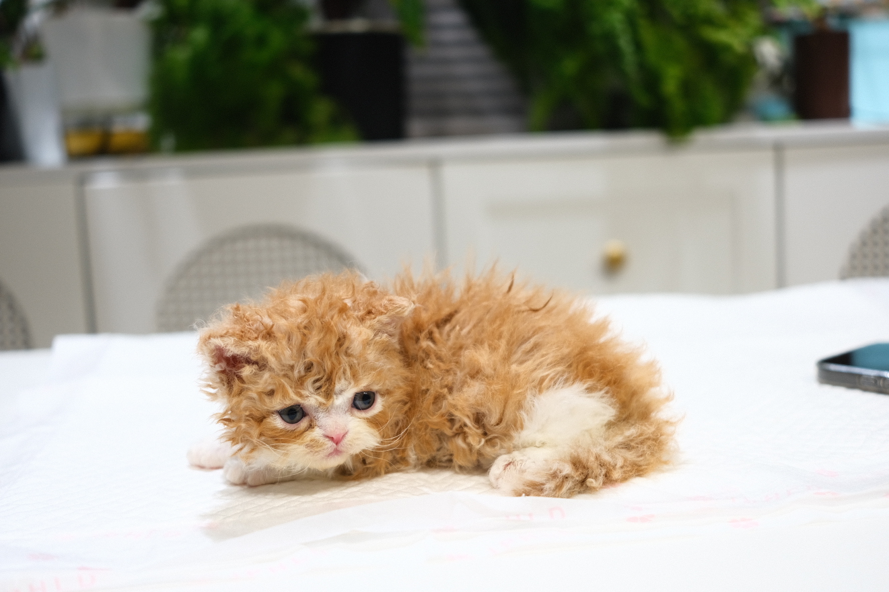 Hachi(红白) 照片 3