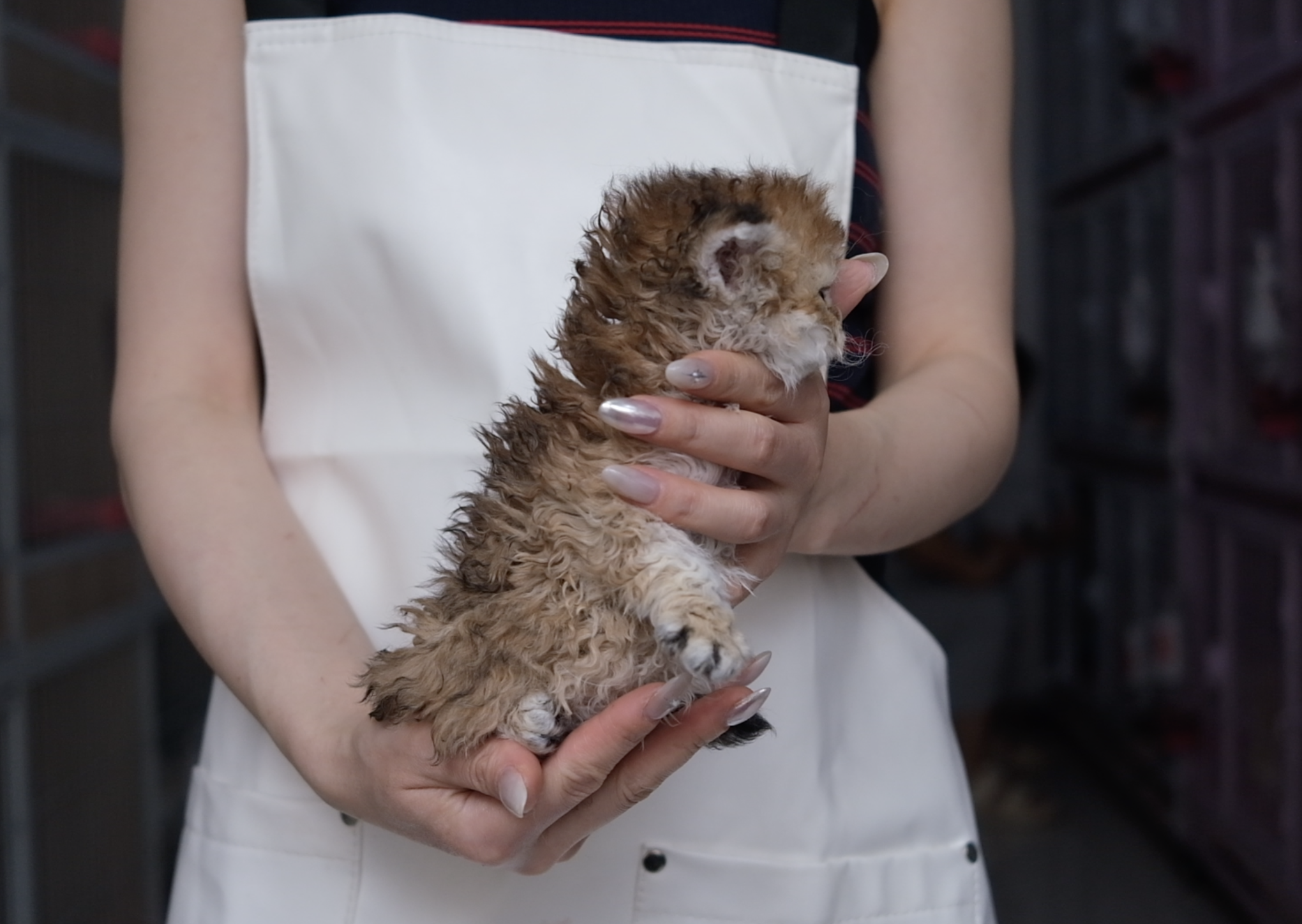 仙贝（巧克力金塞凯） 照片 4