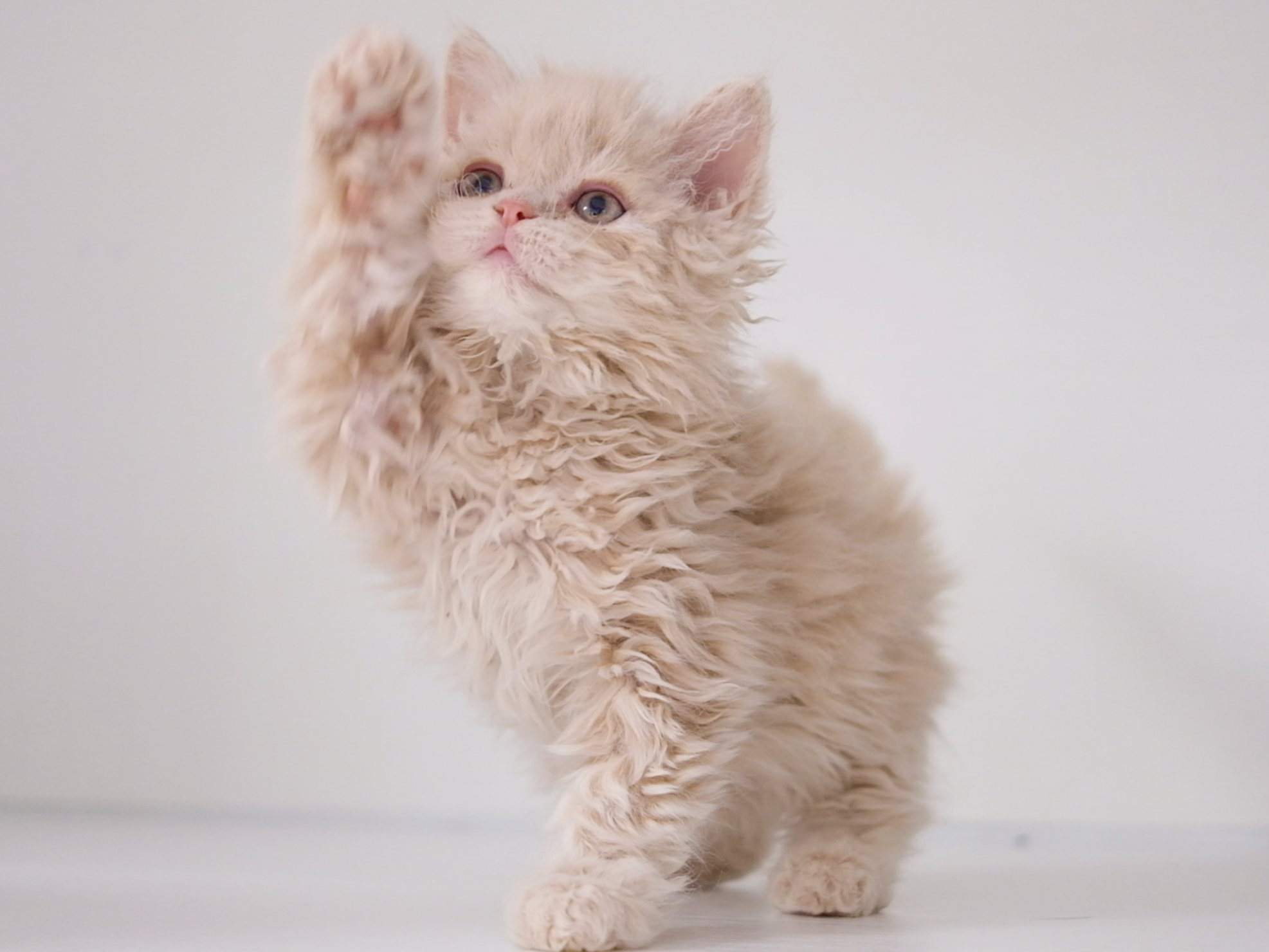 Yoyo （乳色） 照片 2