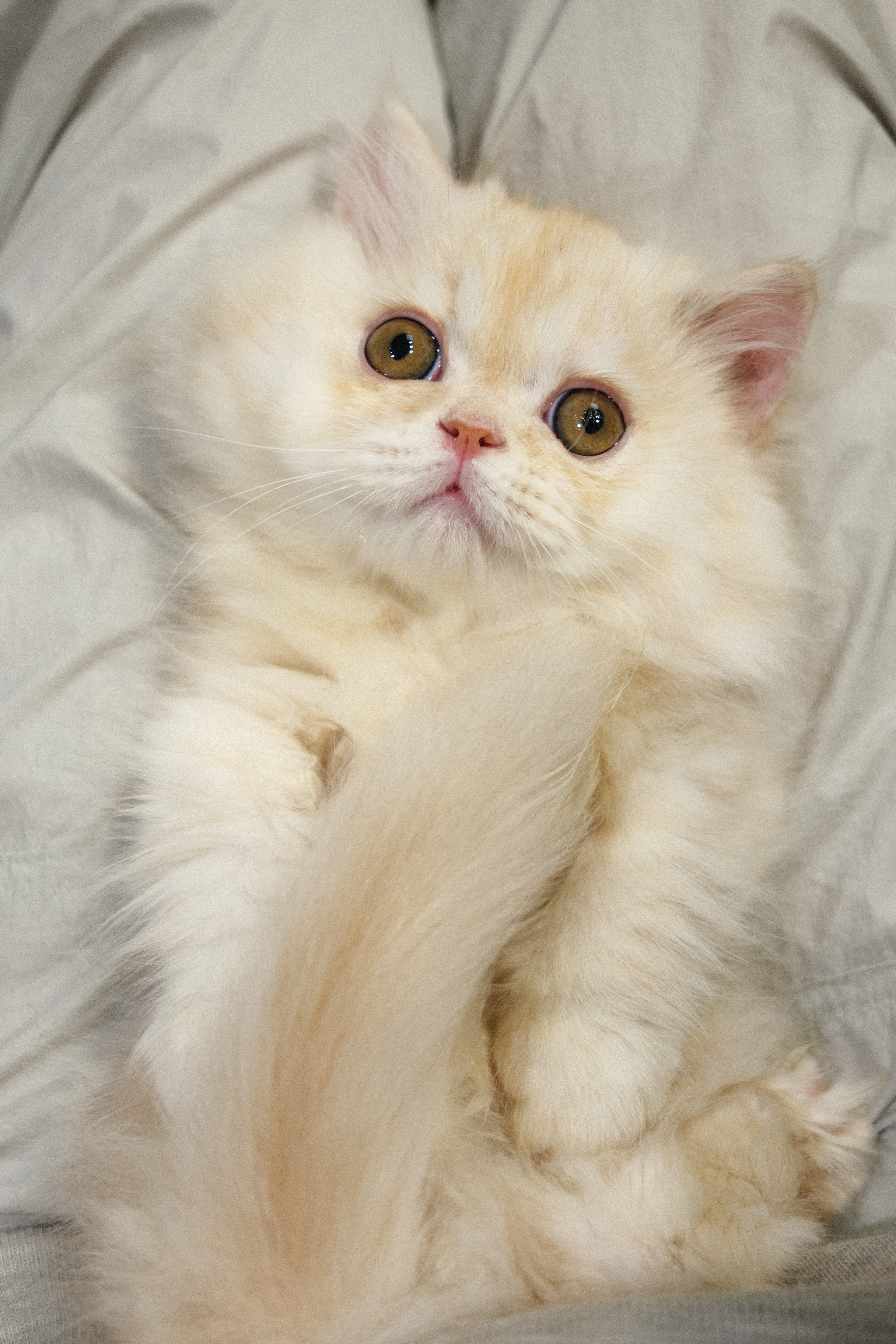 Toto （凯米尔色红） 照片 2